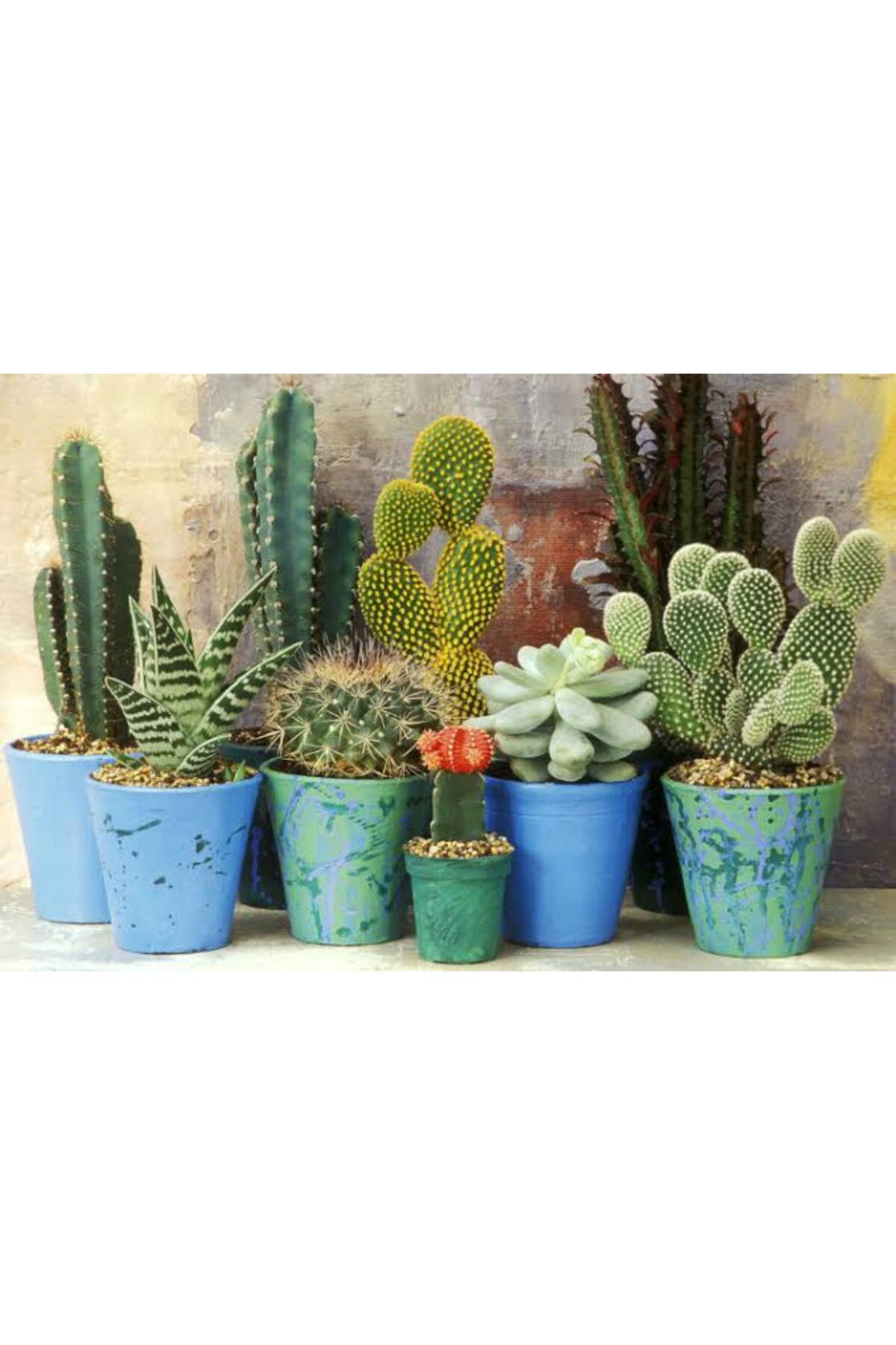 Tarımsal Ve Hayvansal Ürünler 13 Litre Kaktüs Ekim Ve Bakım Torfu