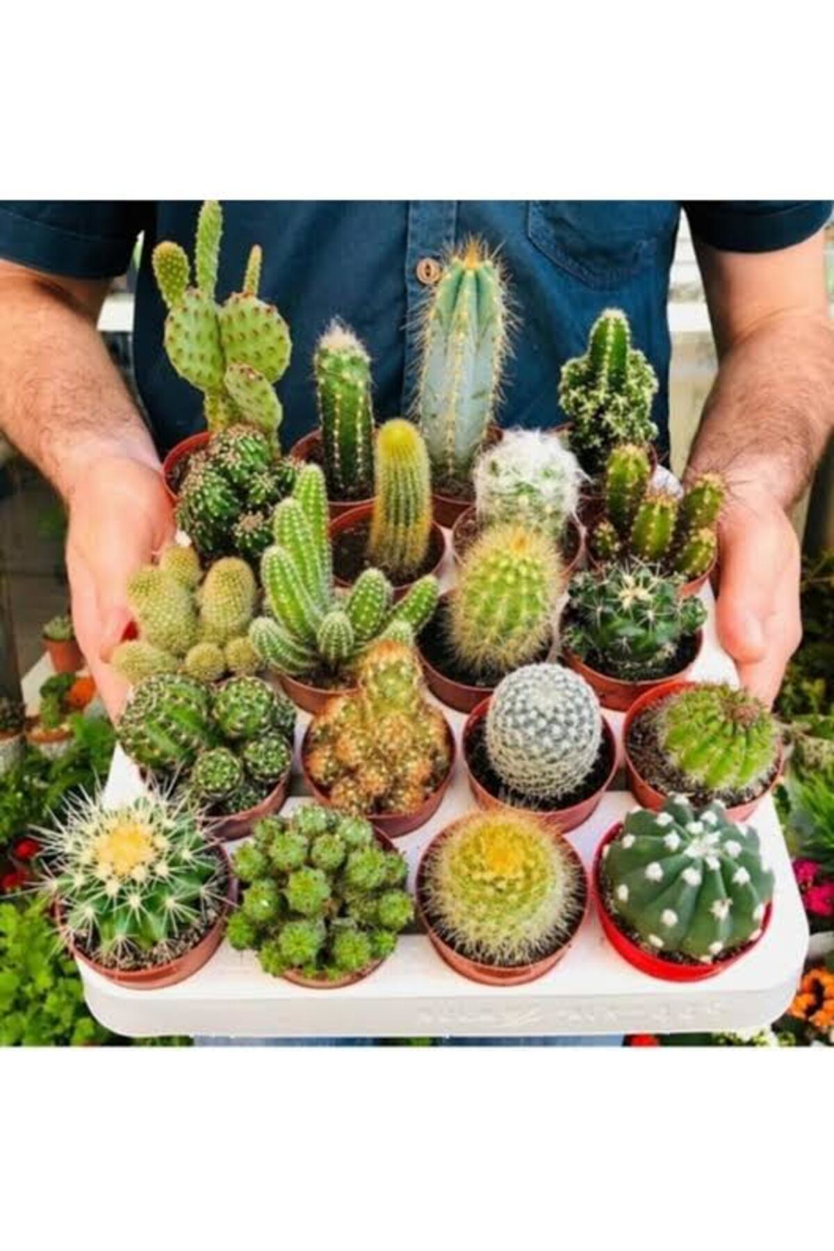 Tarımsal Ve Hayvansal Ürünler 13 Litre Kaktüs Ekim Ve Bakım Torfu