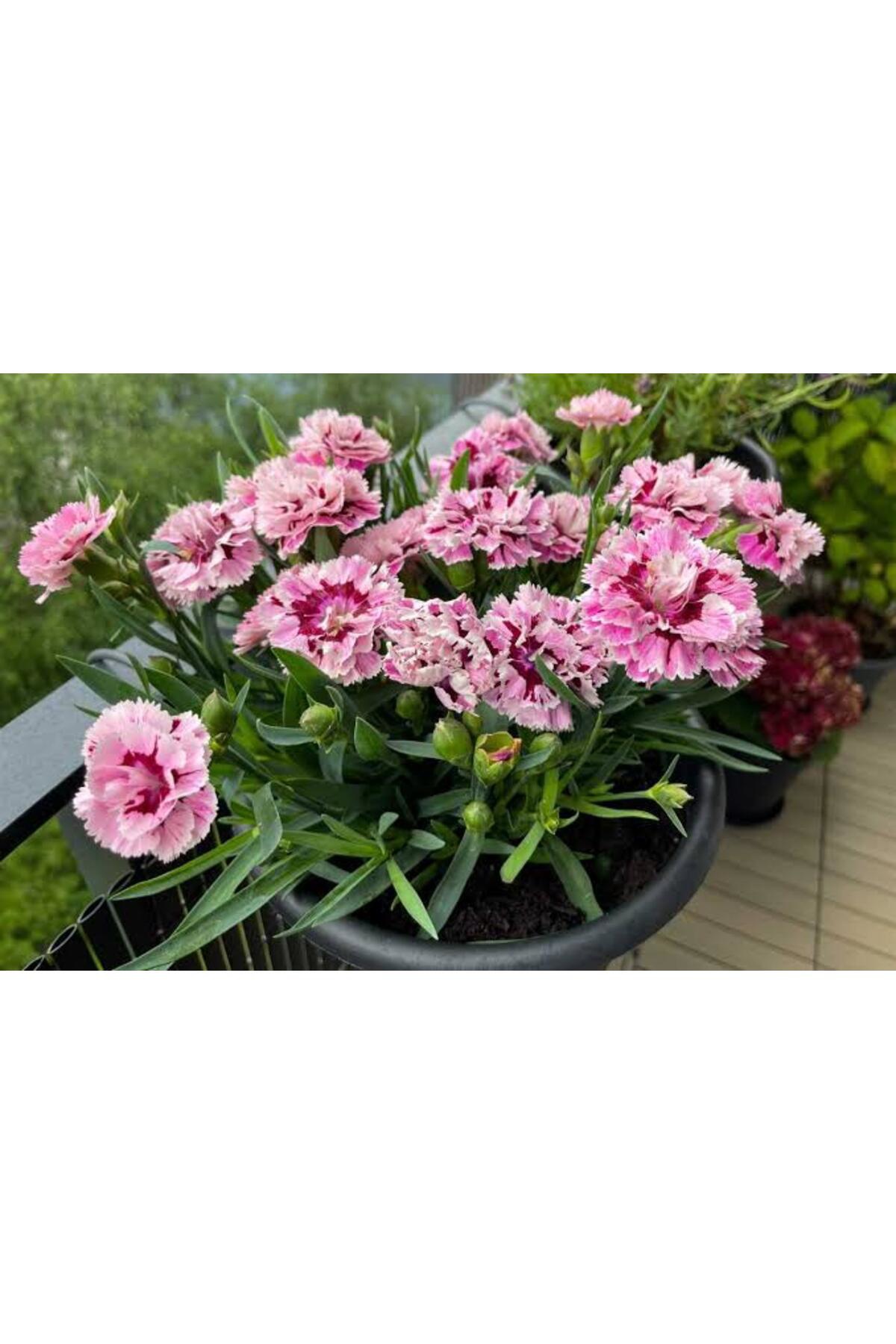 Tarımsal Ve Hayvansal Ürünler 13 Litre Karanfil Çiçeği Ekim Ve Bakım Torfu