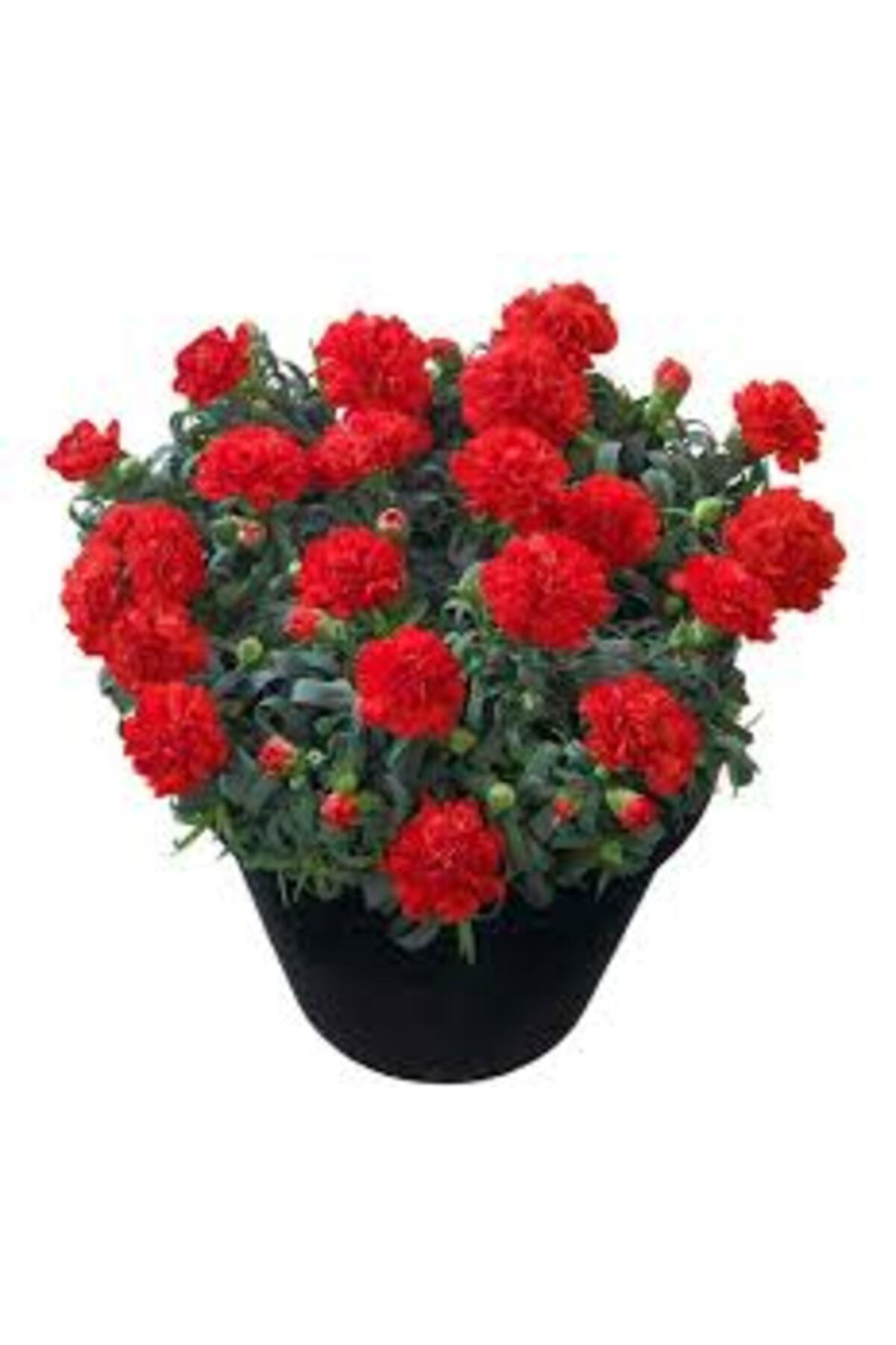 Tarımsal Ve Hayvansal Ürünler 13 Litre Karanfil Çiçeği Ekim Ve Bakım Torfu