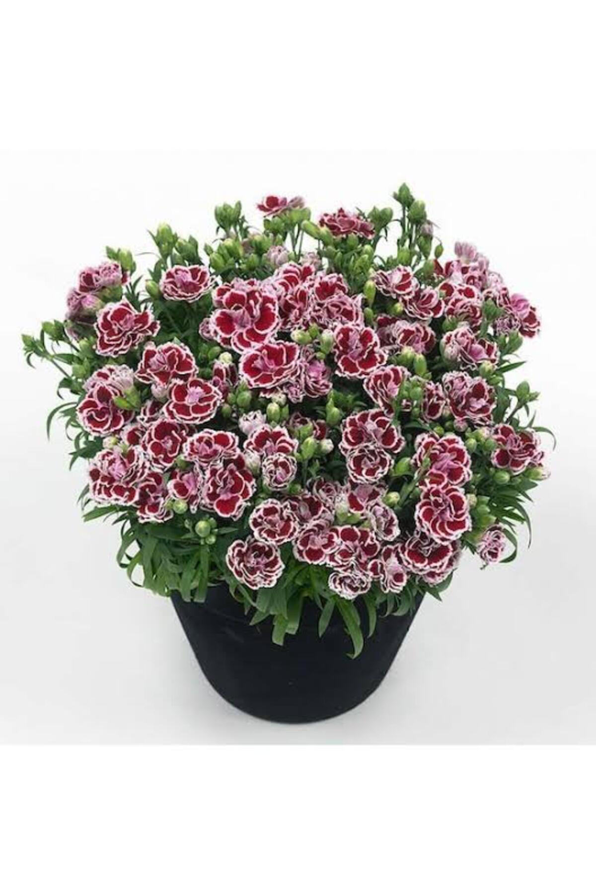 Tarımsal Ve Hayvansal Ürünler 13 Litre Karanfil Çiçeği Ekim Ve Bakım Torfu