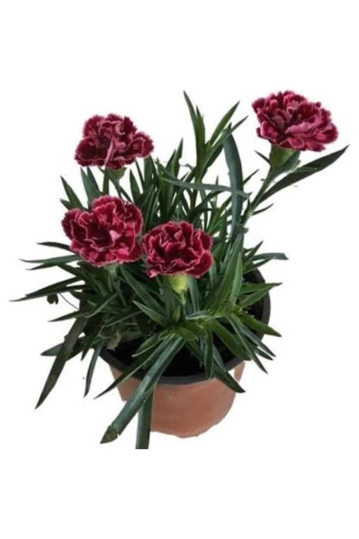 Tarımsal Ve Hayvansal Ürünler 13 Litre Karanfil Çiçeği Ekim Ve Bakım Torfu