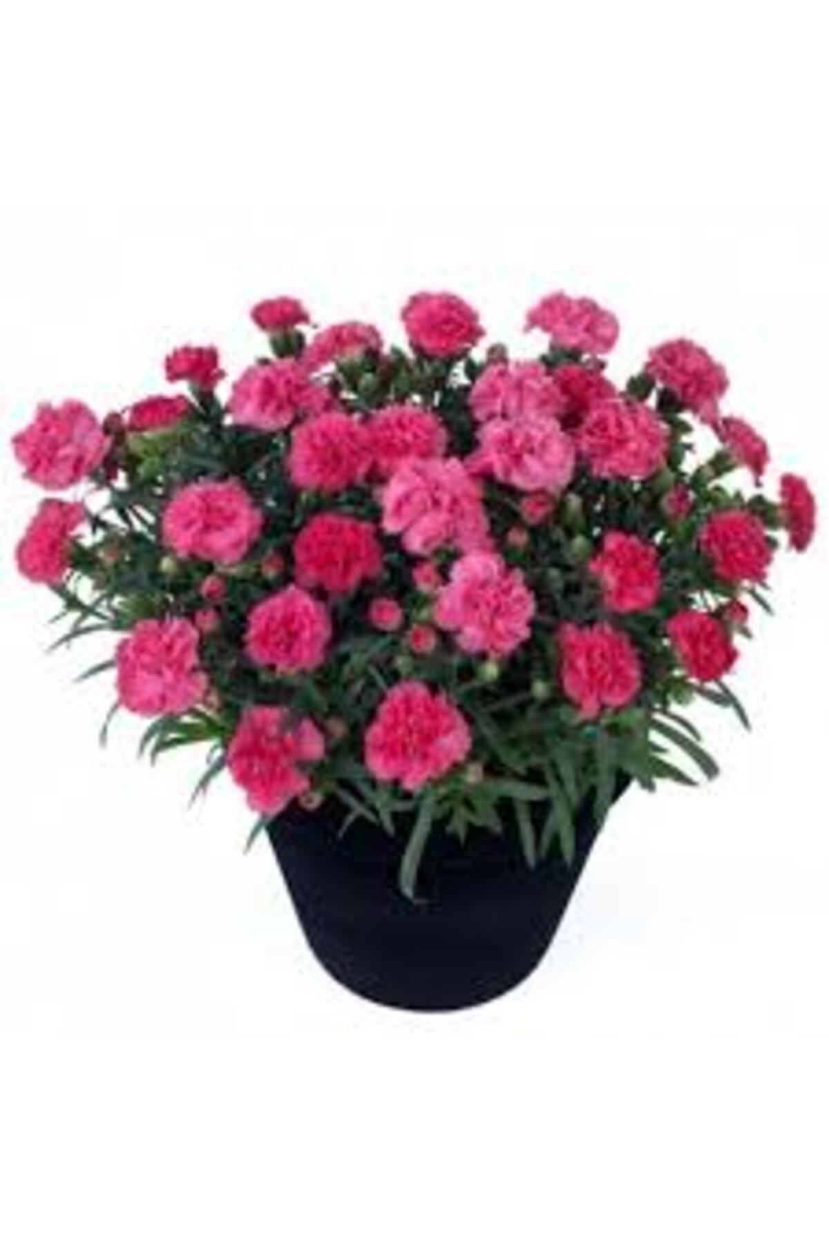 Tarımsal Ve Hayvansal Ürünler 13 Litre Karanfil Çiçeği Ekim Ve Bakım Torfu