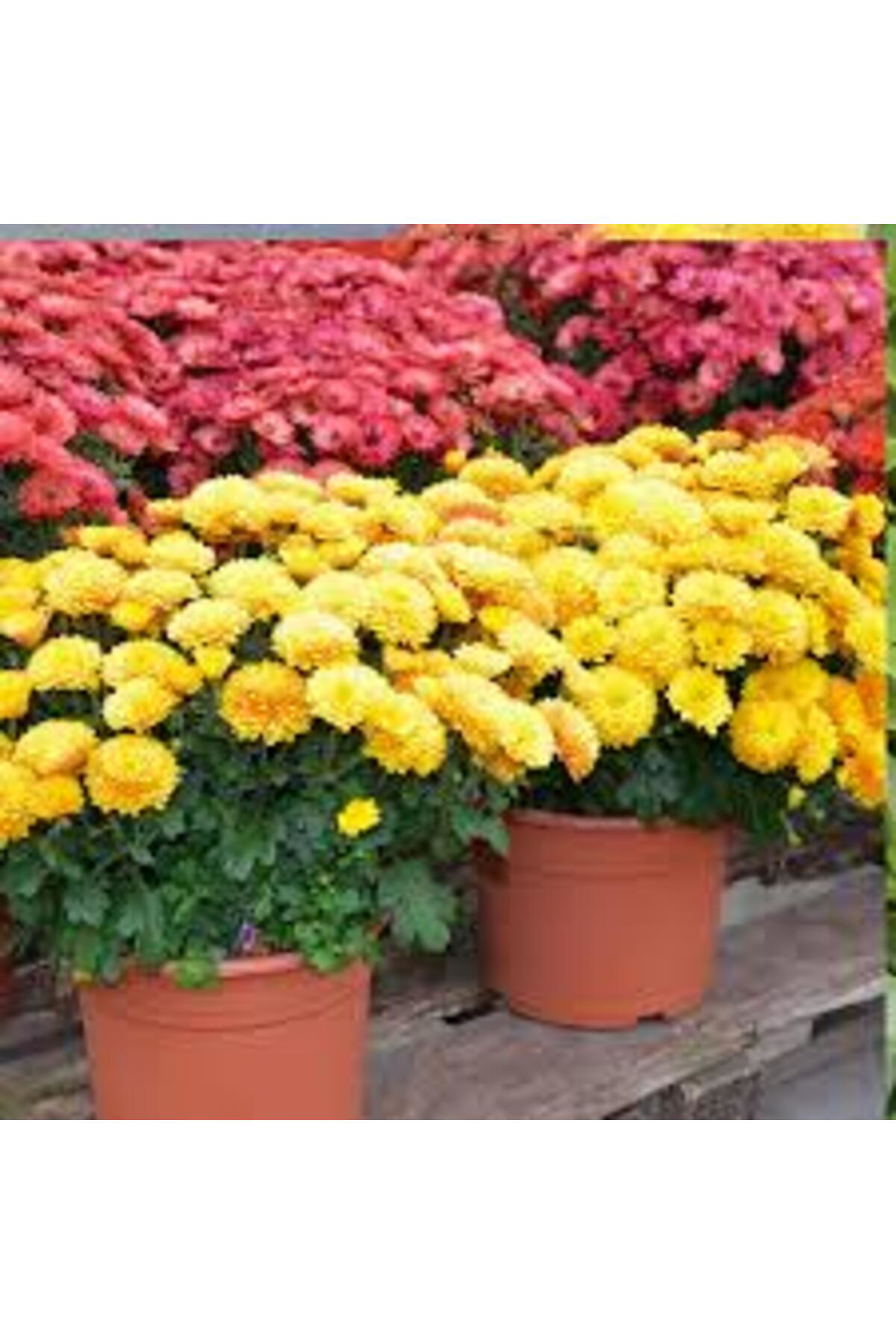 Tarımsal Ve Hayvansal Ürünler 13 Litre Kasımpatı Çiçeği Ekim Ve Bakım Torfu