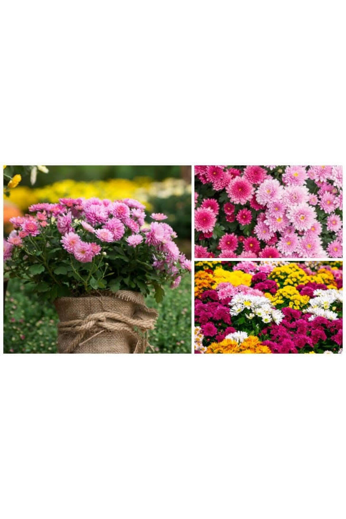 Tarımsal Ve Hayvansal Ürünler 13 Litre Kasımpatı Çiçeği Ekim Ve Bakım Torfu