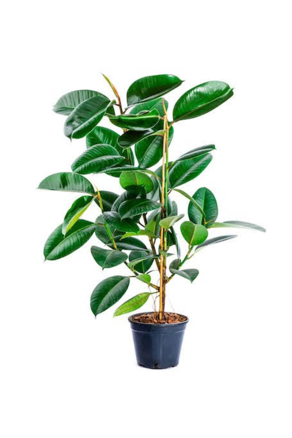 Tarımsal Ve Hayvansal Ürünler 13 Litre Kauçuk Bitkisi Ekim Ve Bakım Torfu