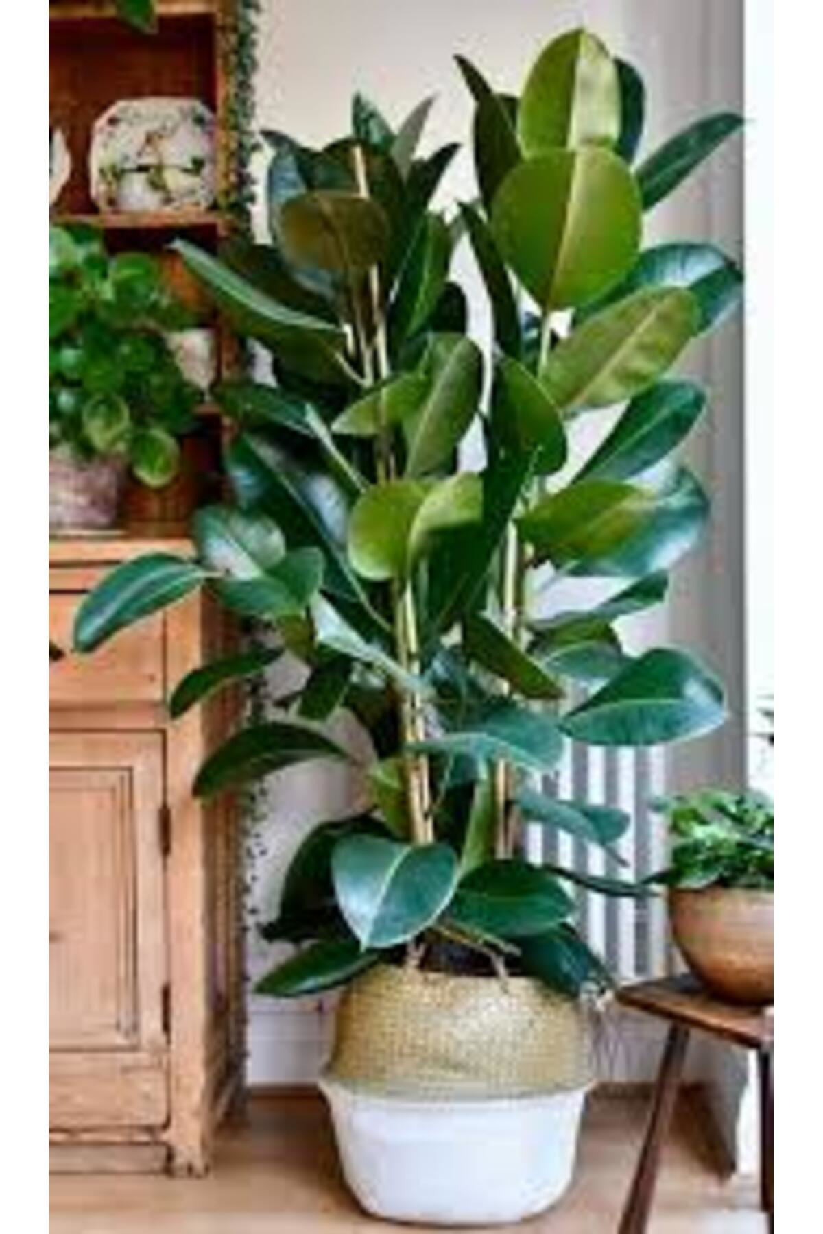 Tarımsal Ve Hayvansal Ürünler 13 Litre Kauçuk Bitkisi Ekim Ve Bakım Torfu