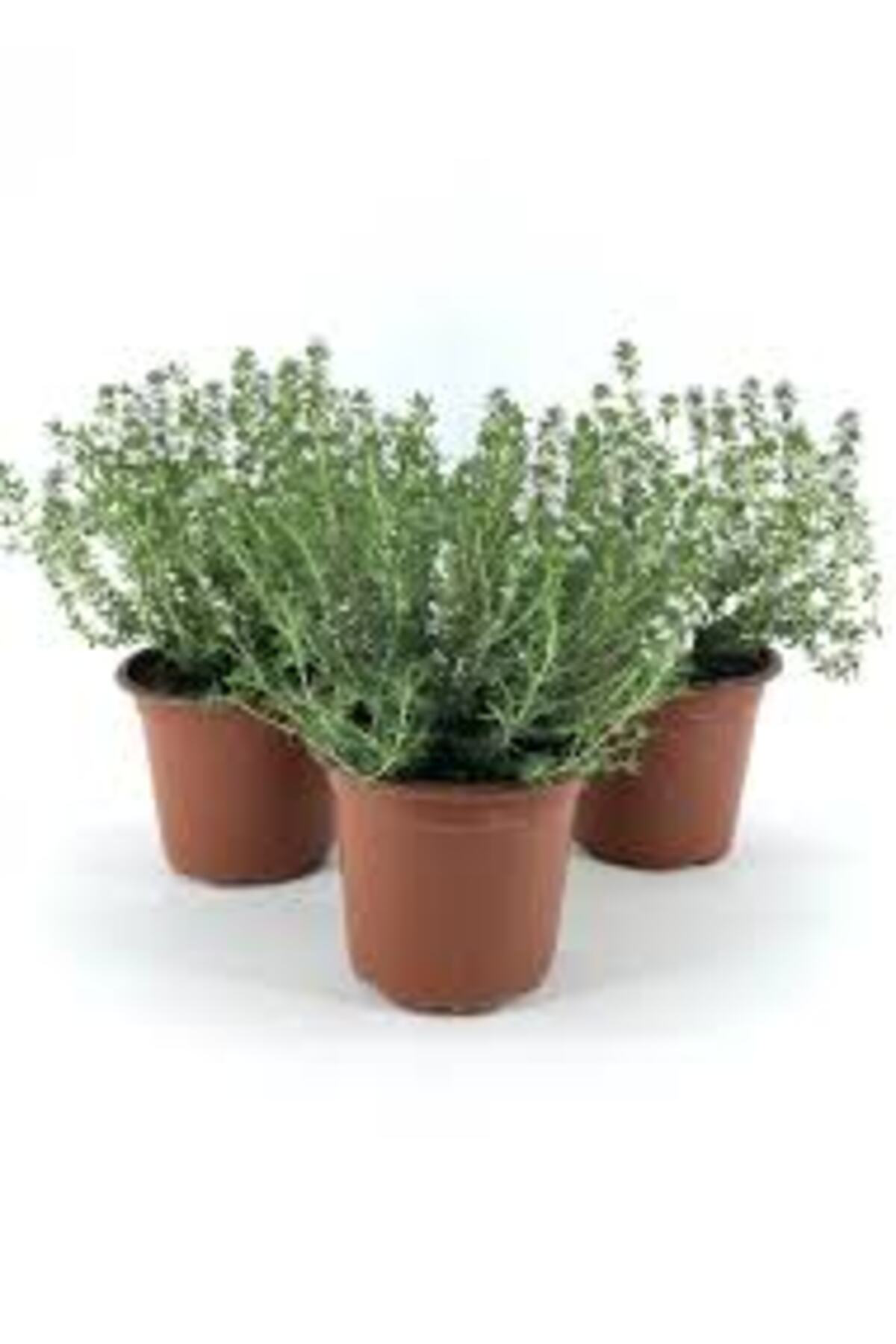 Tarımsal Ve Hayvansal Ürünler 13 Litre Kekik Ve Nane Ekim Bakım Ve Çoğaltma Torfu