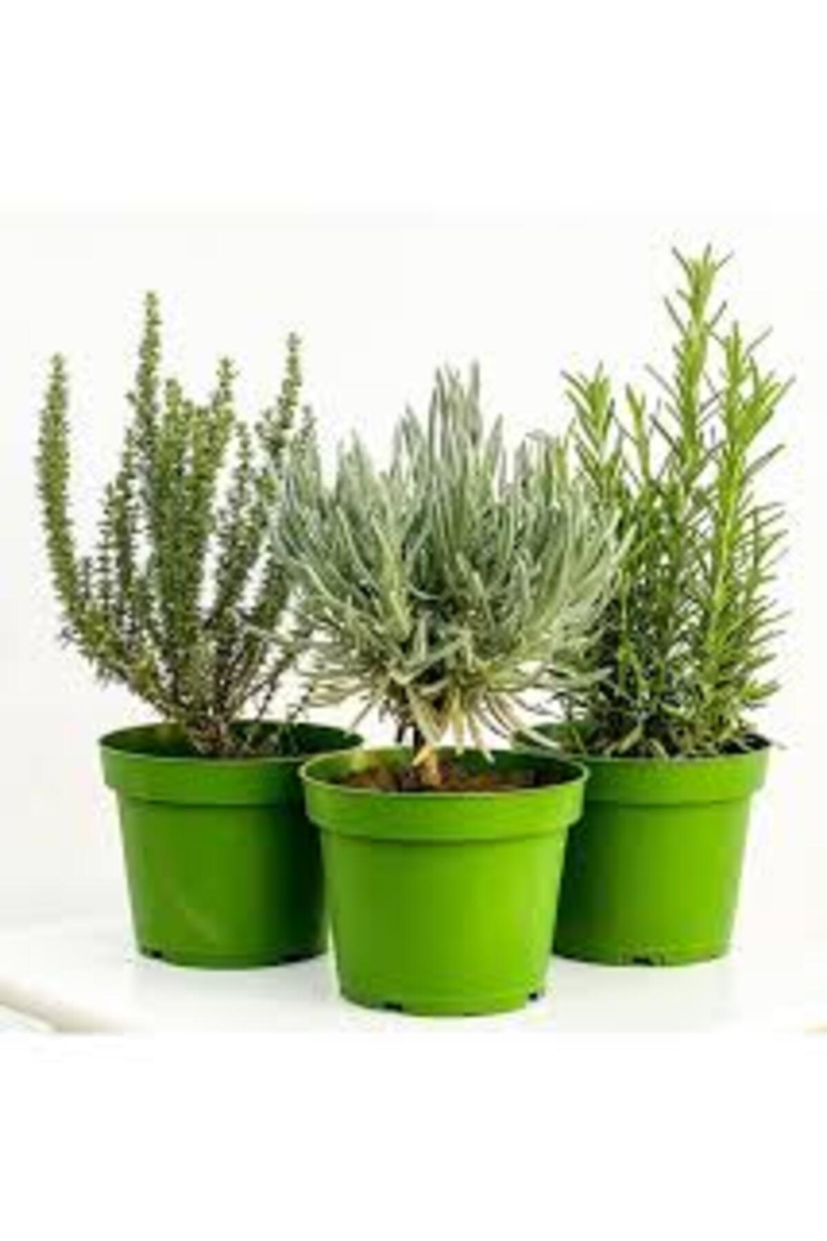 Tarımsal Ve Hayvansal Ürünler 13 Litre Kekik Ve Nane Ekim Bakım Ve Çoğaltma Torfu