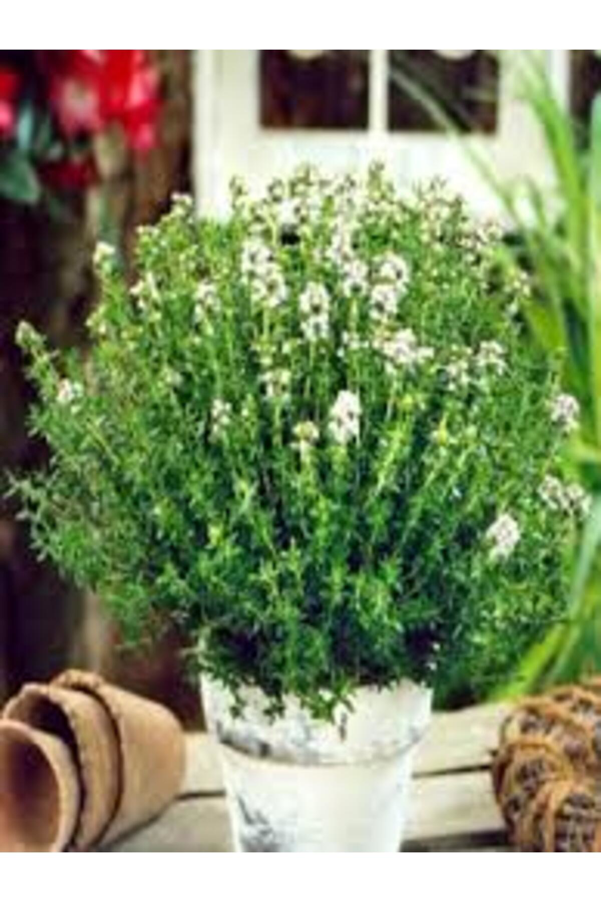 Tarımsal Ve Hayvansal Ürünler 13 Litre Kekik Ve Nane Ekim Bakım Ve Çoğaltma Torfu