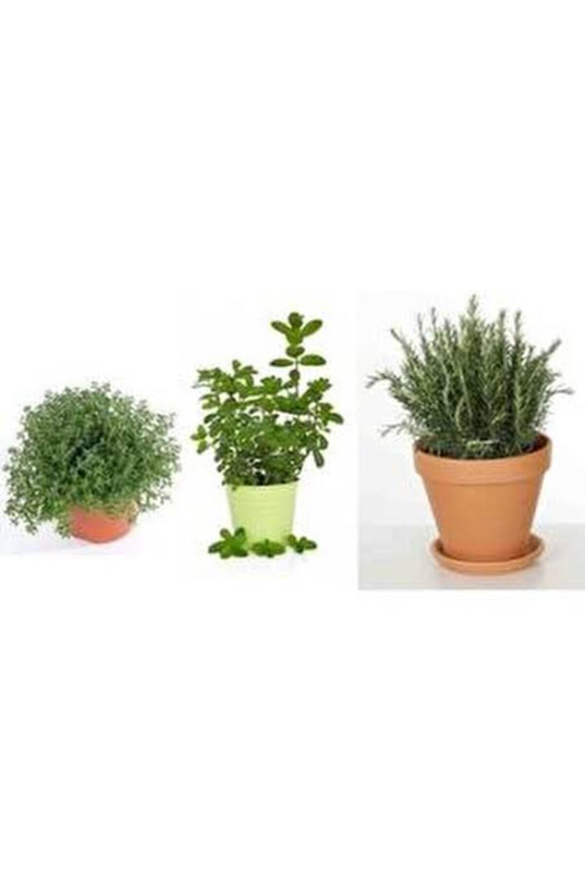 Tarımsal Ve Hayvansal Ürünler 13 Litre Kekik Ve Nane Ekim Bakım Ve Çoğaltma Torfu