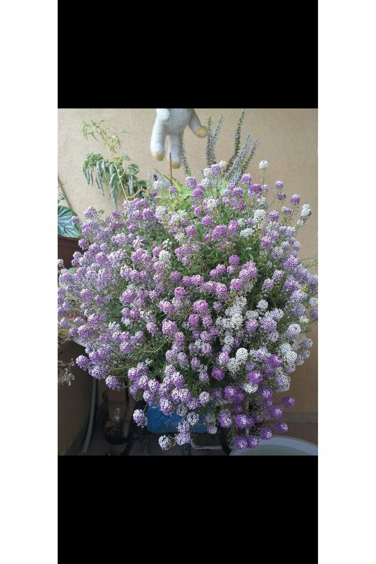 Tarımsal Ve Hayvansal Ürünler 13 Litre Kraliyet Halısı Çiçeği Ekim Ve Bakım Torfu