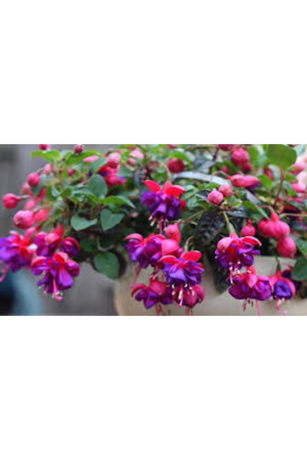 Tarımsal Ve Hayvansal Ürünler 13 Litre Küpeli Çiçeği Ekim Ve Bakım Torfu