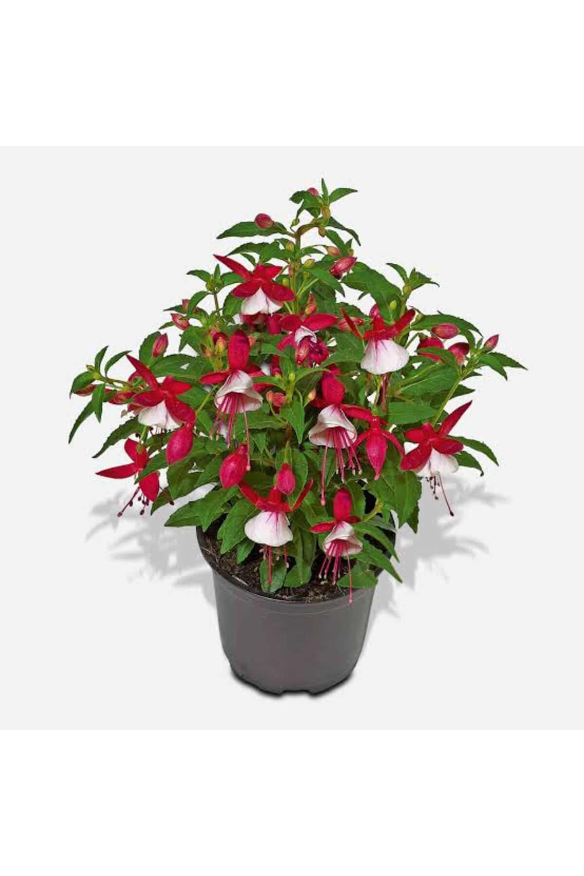 Tarımsal Ve Hayvansal Ürünler 13 Litre Küpeli Çiçeği Ekim Ve Bakım Torfu