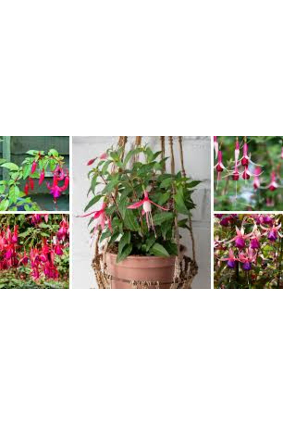 Tarımsal Ve Hayvansal Ürünler 13 Litre Küpeli Çiçeği Ekim Ve Bakım Torfu