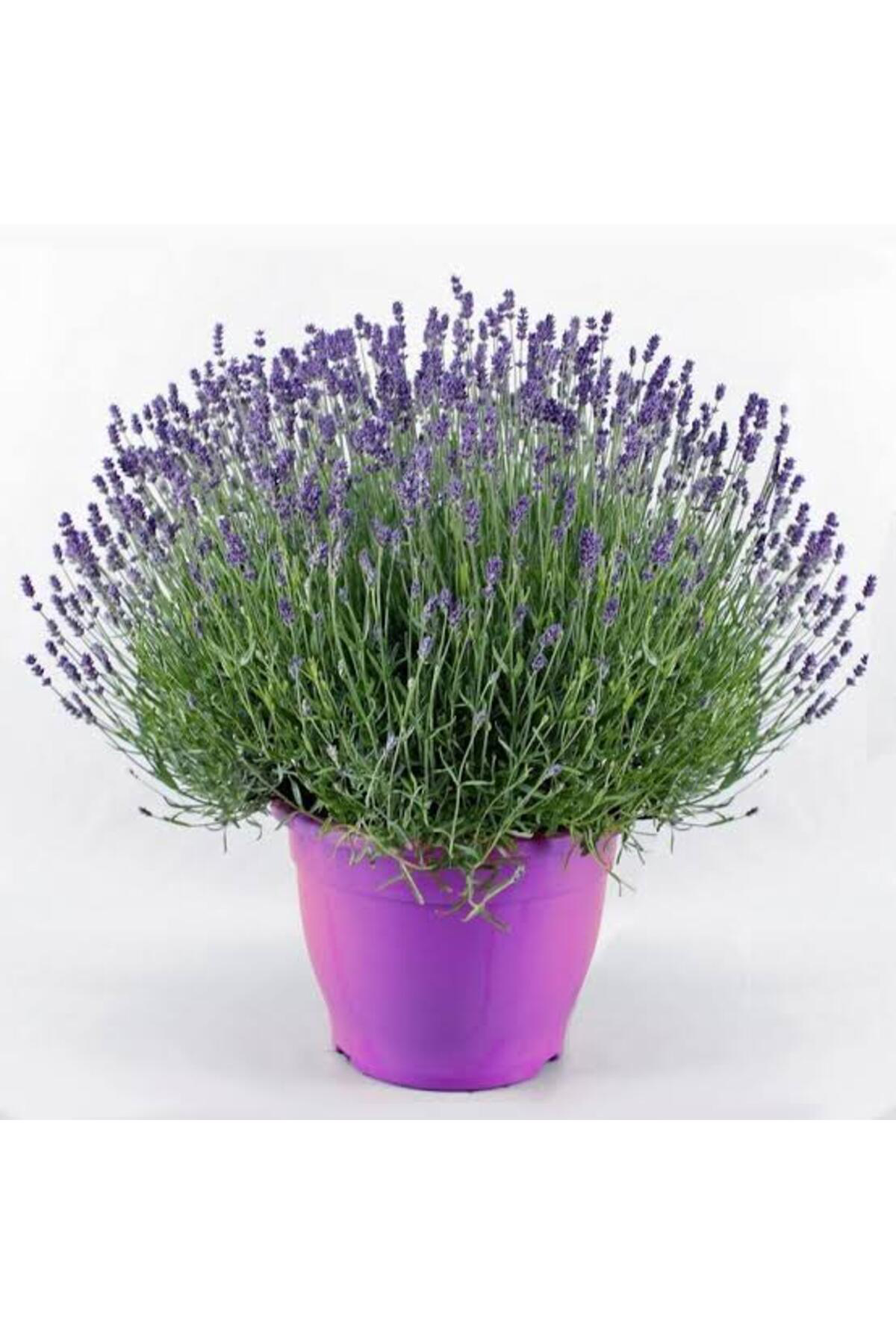 Tarımsal Ve Hayvansal Ürünler 13 Litre Lavanta Çiçeği Ekim Ve Bakım Torfu
