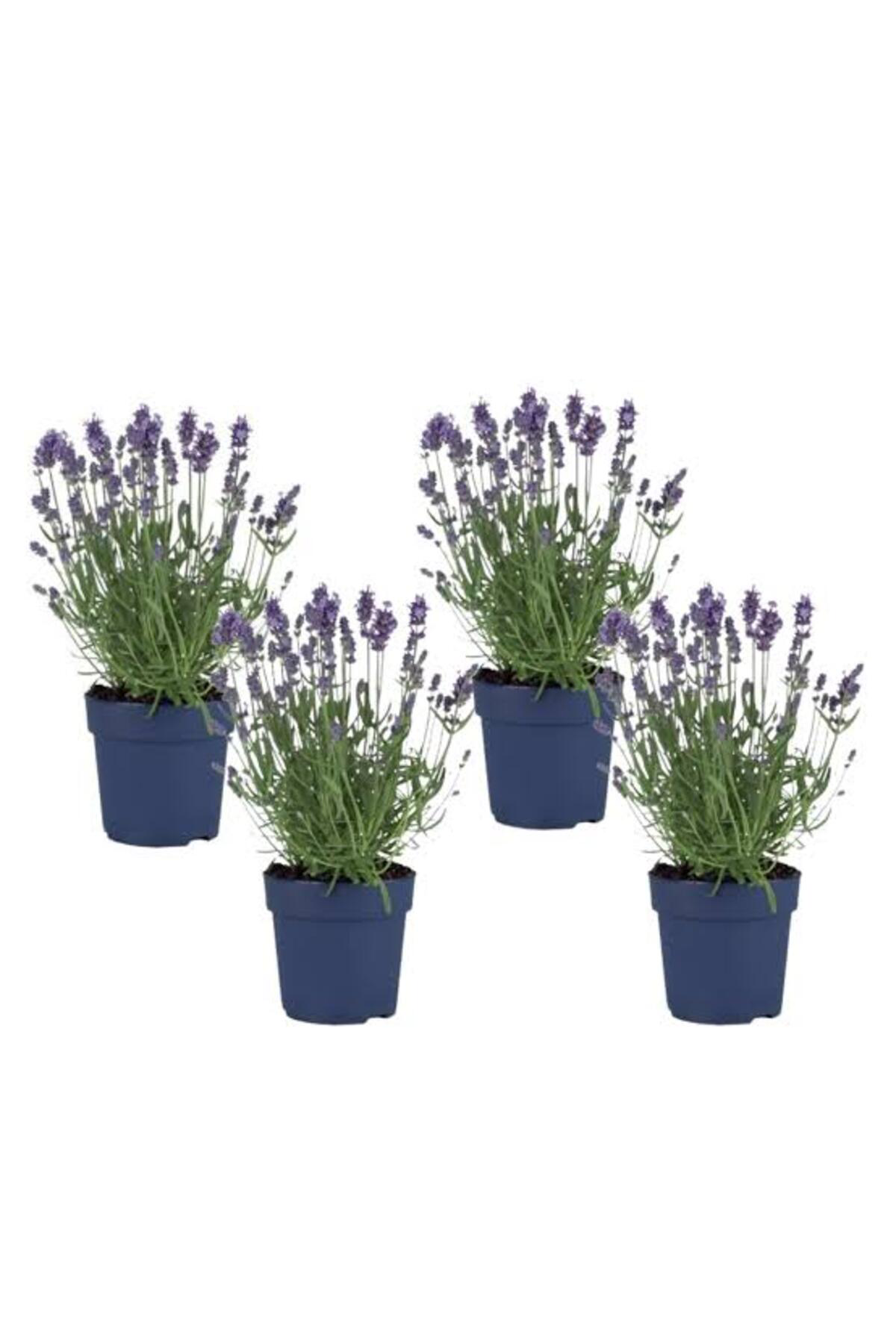 Tarımsal Ve Hayvansal Ürünler 13 Litre Lavanta Çiçeği Ekim Ve Bakım Torfu