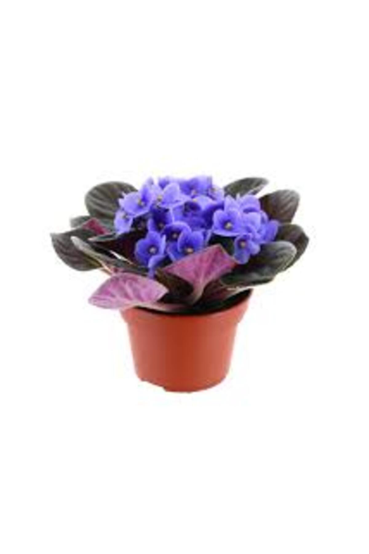 Tarımsal Ve Hayvansal Ürünler 13 Litre Menekşe Çiçeği Ekim Ve Bakım Torfu