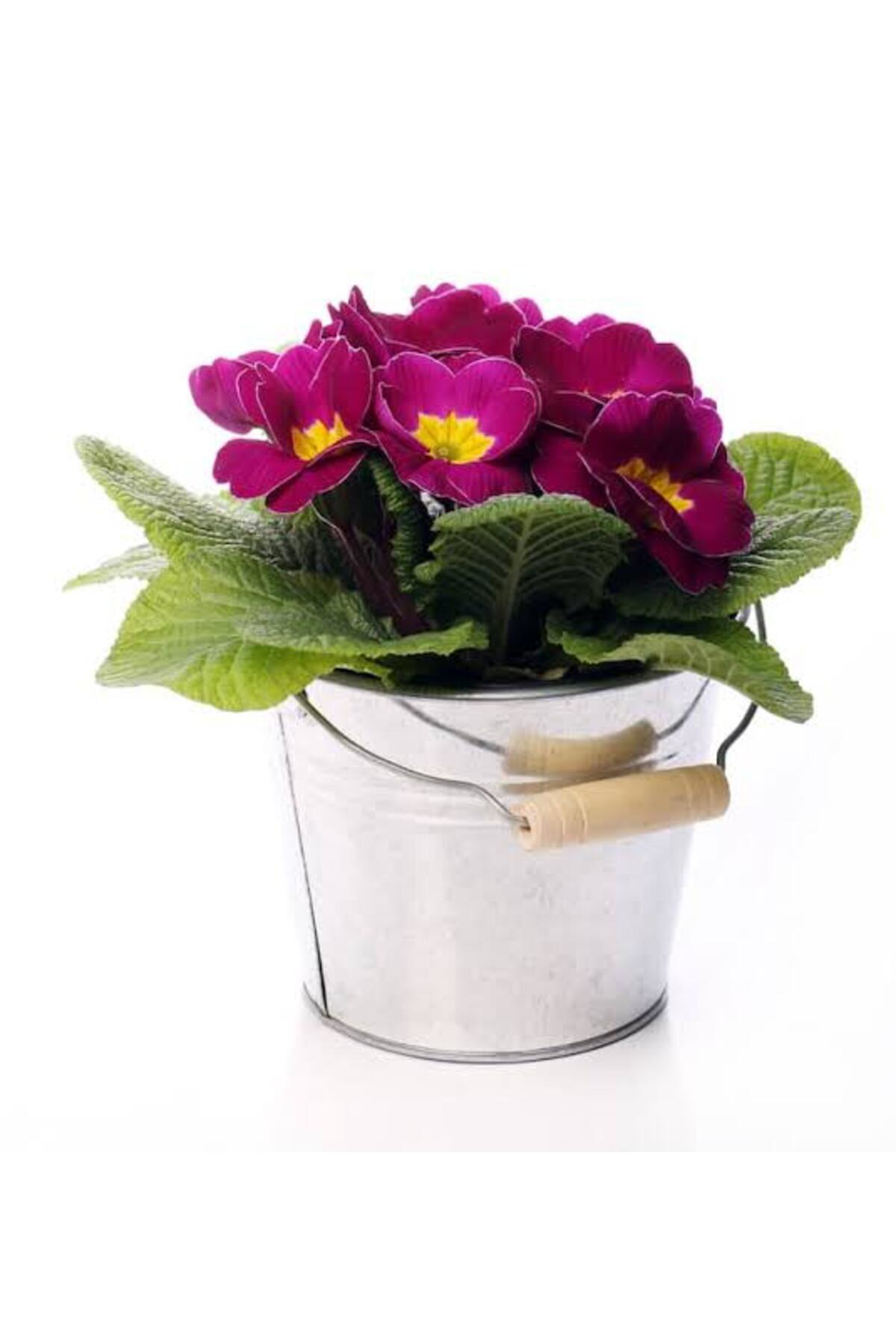 Tarımsal Ve Hayvansal Ürünler 13 Litre Menekşe Çiçeği Ekim Ve Bakım Torfu