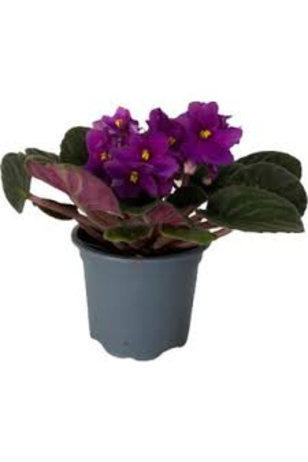 Tarımsal Ve Hayvansal Ürünler 13 Litre Menekşe Çiçeği Ekim Ve Bakım Torfu