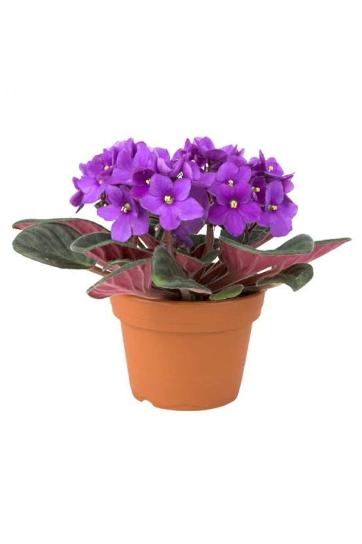 Tarımsal Ve Hayvansal Ürünler 13 Litre Menekşe Çiçeği Ekim Ve Bakım Torfu