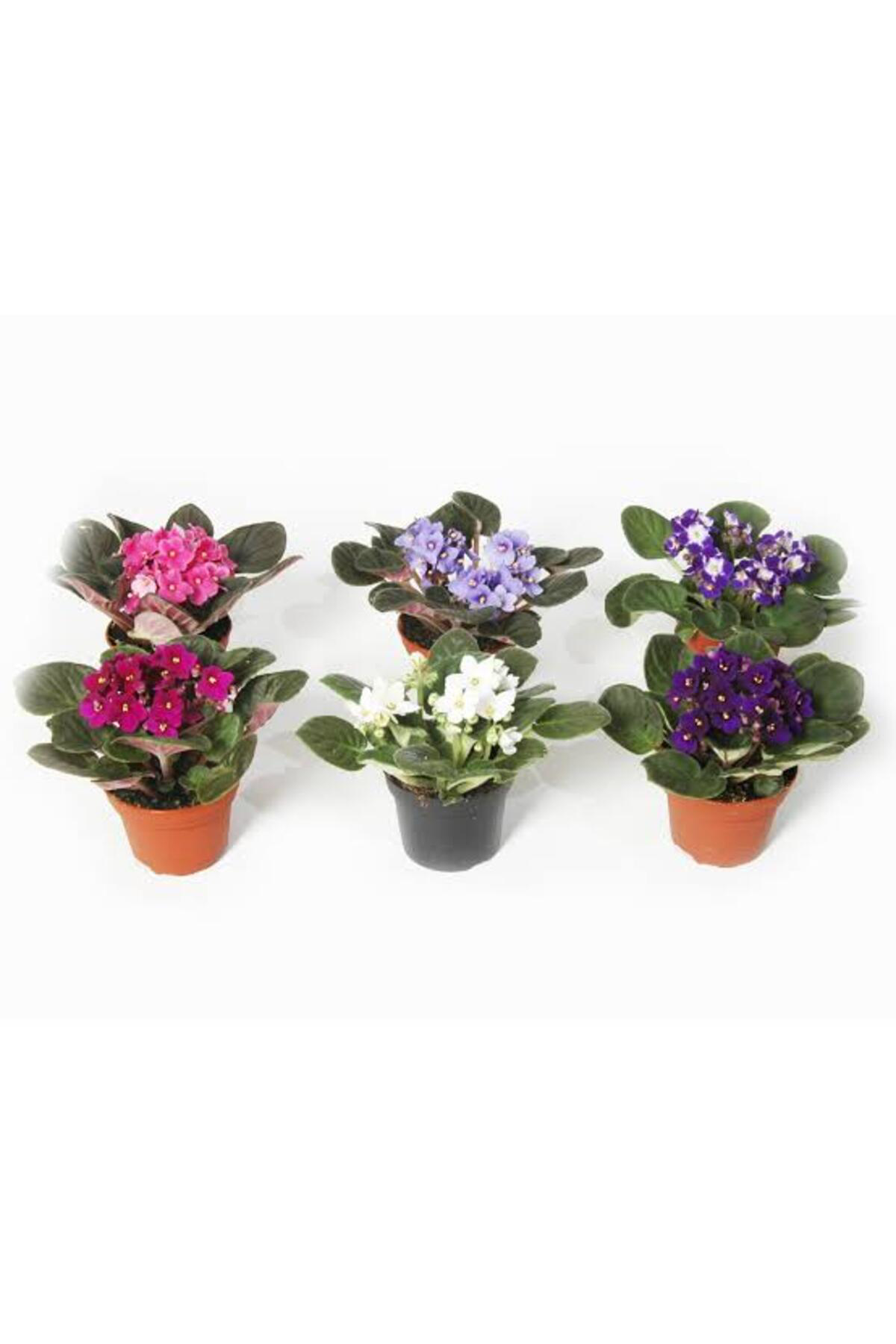 Tarımsal Ve Hayvansal Ürünler 13 Litre Menekşe Çiçeği Ekim Ve Bakım Torfu