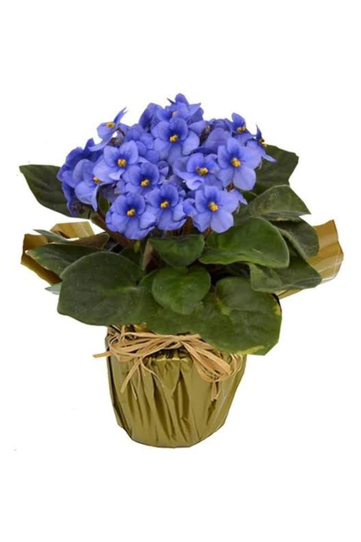 Tarımsal Ve Hayvansal Ürünler 13 Litre Menekşe Çiçeği Ekim Ve Bakım Torfu