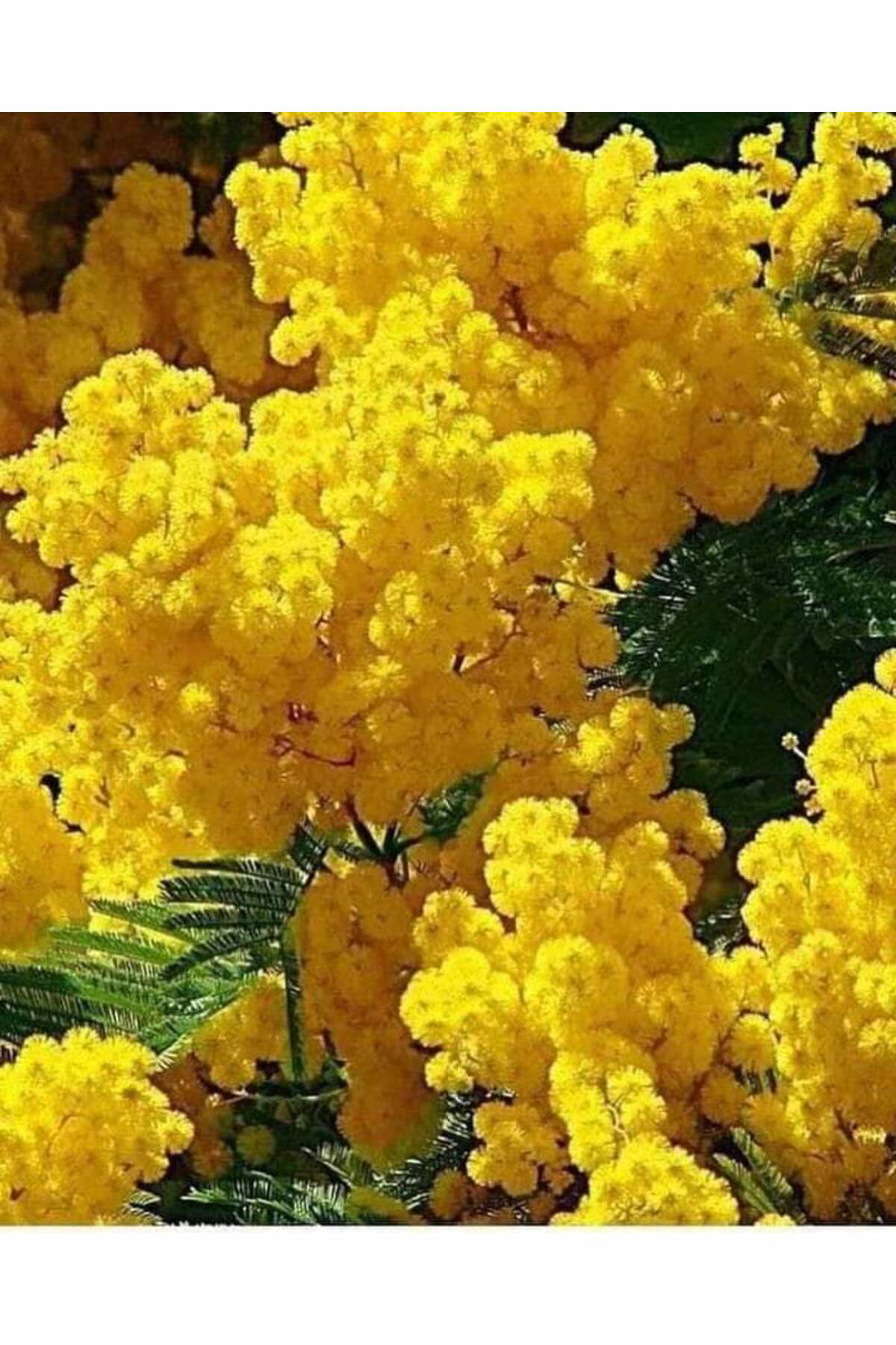 Tarımsal Ve Hayvansal Ürünler 13 Litre Mimoza Çiçeği Ekim Ve Bakım Torfu