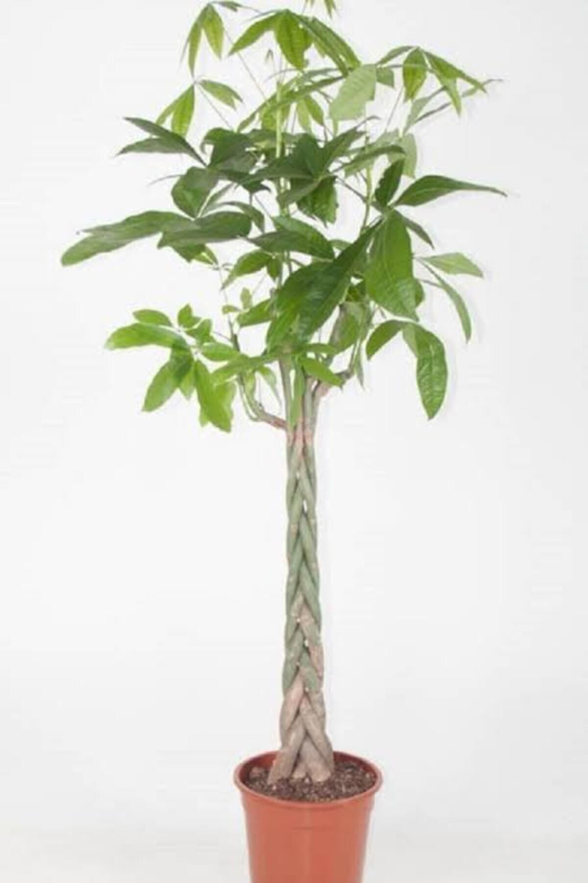 Tarımsal Ve Hayvansal Ürünler 13 Litre Örgülü Para Ağacı Ekim Ve Bakım Torfu