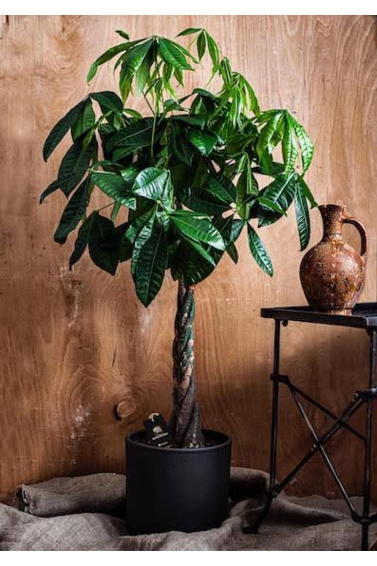 Tarımsal Ve Hayvansal Ürünler 13 Litre Örgülü Para Ağacı Ekim Ve Bakım Torfu