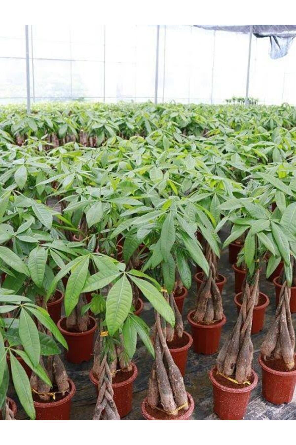 Tarımsal Ve Hayvansal Ürünler 13 Litre Örgülü Para Ağacı Ekim Ve Bakım Torfu