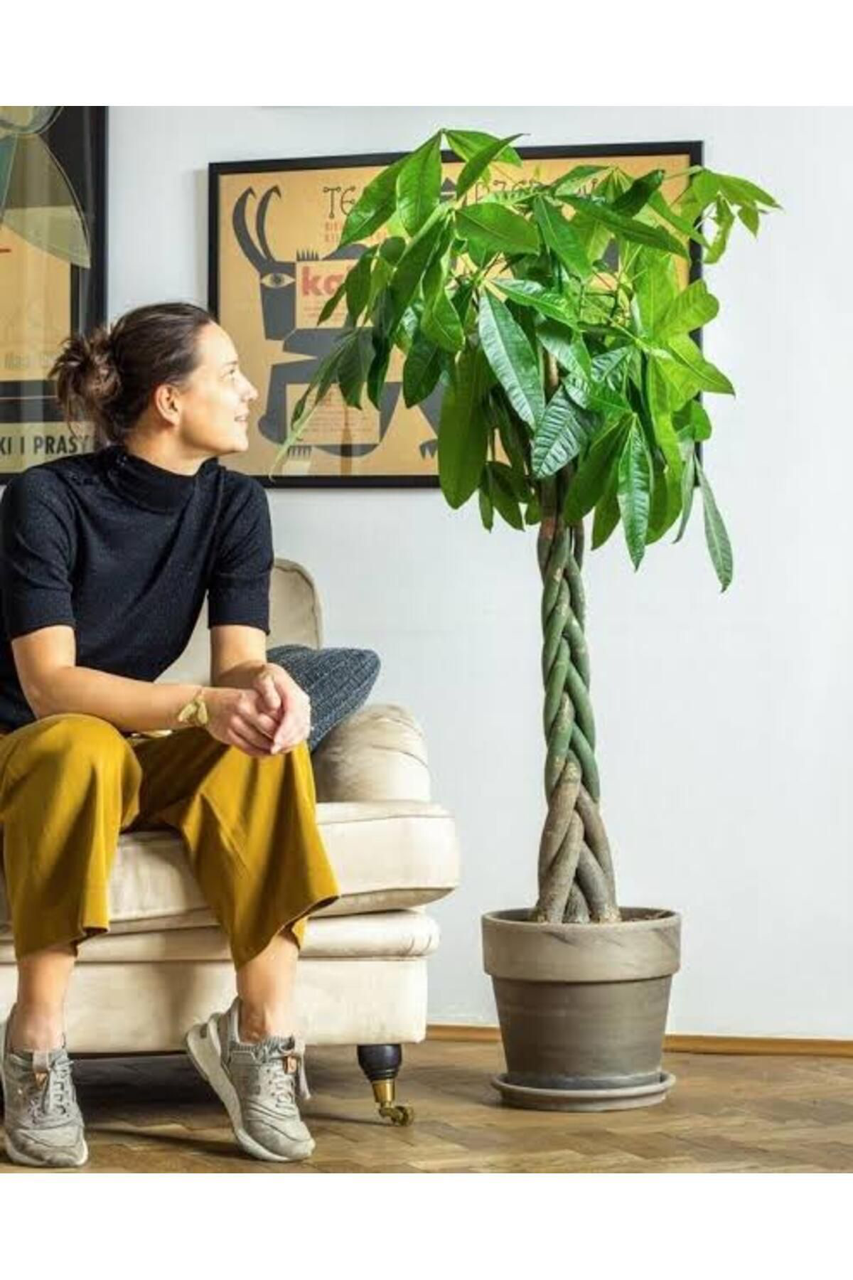 Tarımsal Ve Hayvansal Ürünler 13 Litre Örgülü Para Ağacı Ekim Ve Bakım Torfu