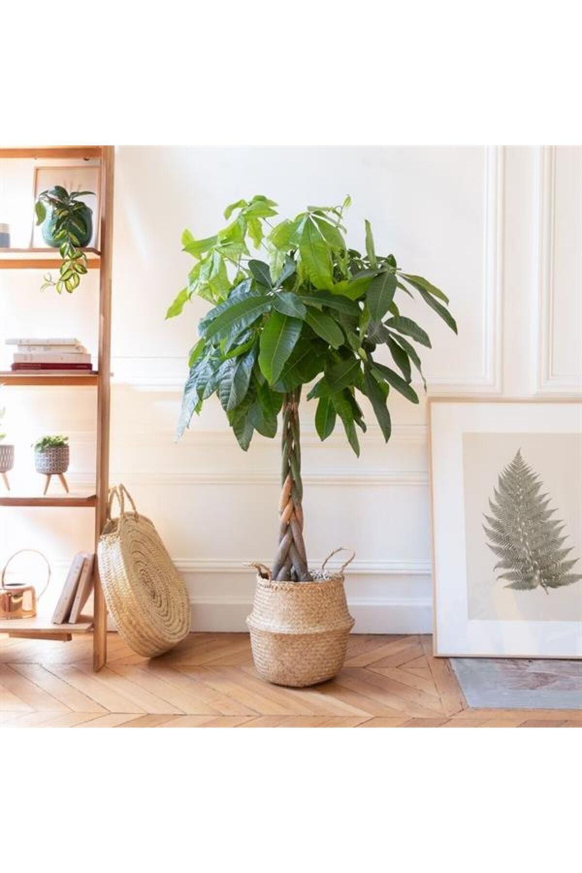 Tarımsal Ve Hayvansal Ürünler 13 Litre Örgülü Para Ağacı Ekim Ve Bakım Torfu