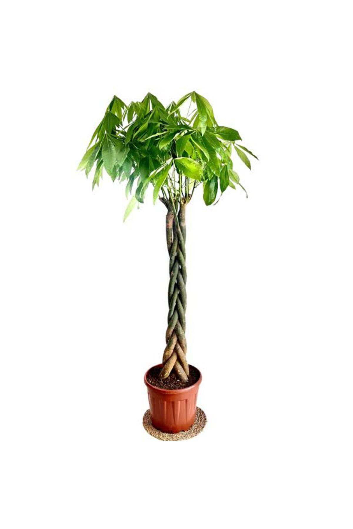 Tarımsal Ve Hayvansal Ürünler 13 Litre Örgülü Para Ağacı Ekim Ve Bakım Torfu