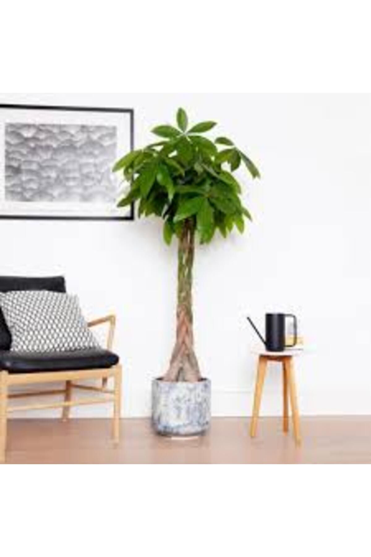 Tarımsal Ve Hayvansal Ürünler 13 Litre Örgülü Para Ağacı Ekim Ve Bakım Torfu