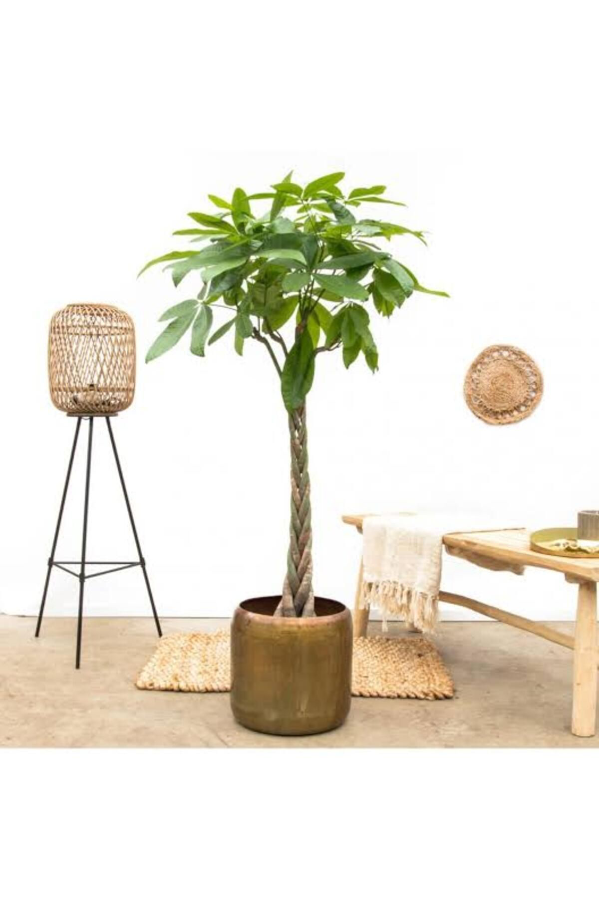 Tarımsal Ve Hayvansal Ürünler 13 Litre Örgülü Para Ağacı Ekim Ve Bakım Torfu