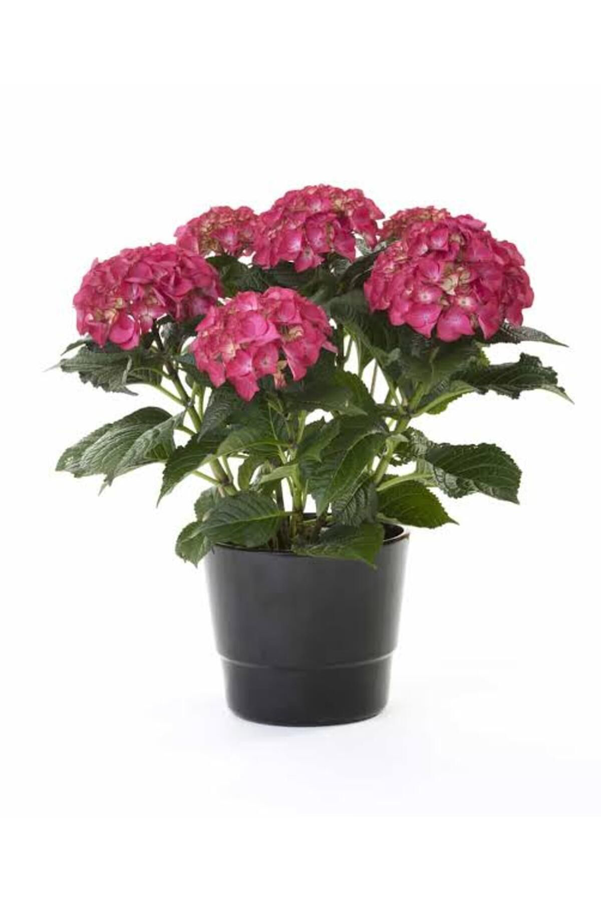 Tarımsal Ve Hayvansal Ürünler 13 Litre Ortanca Çiçeği Ekim Ve Bakım Torfu