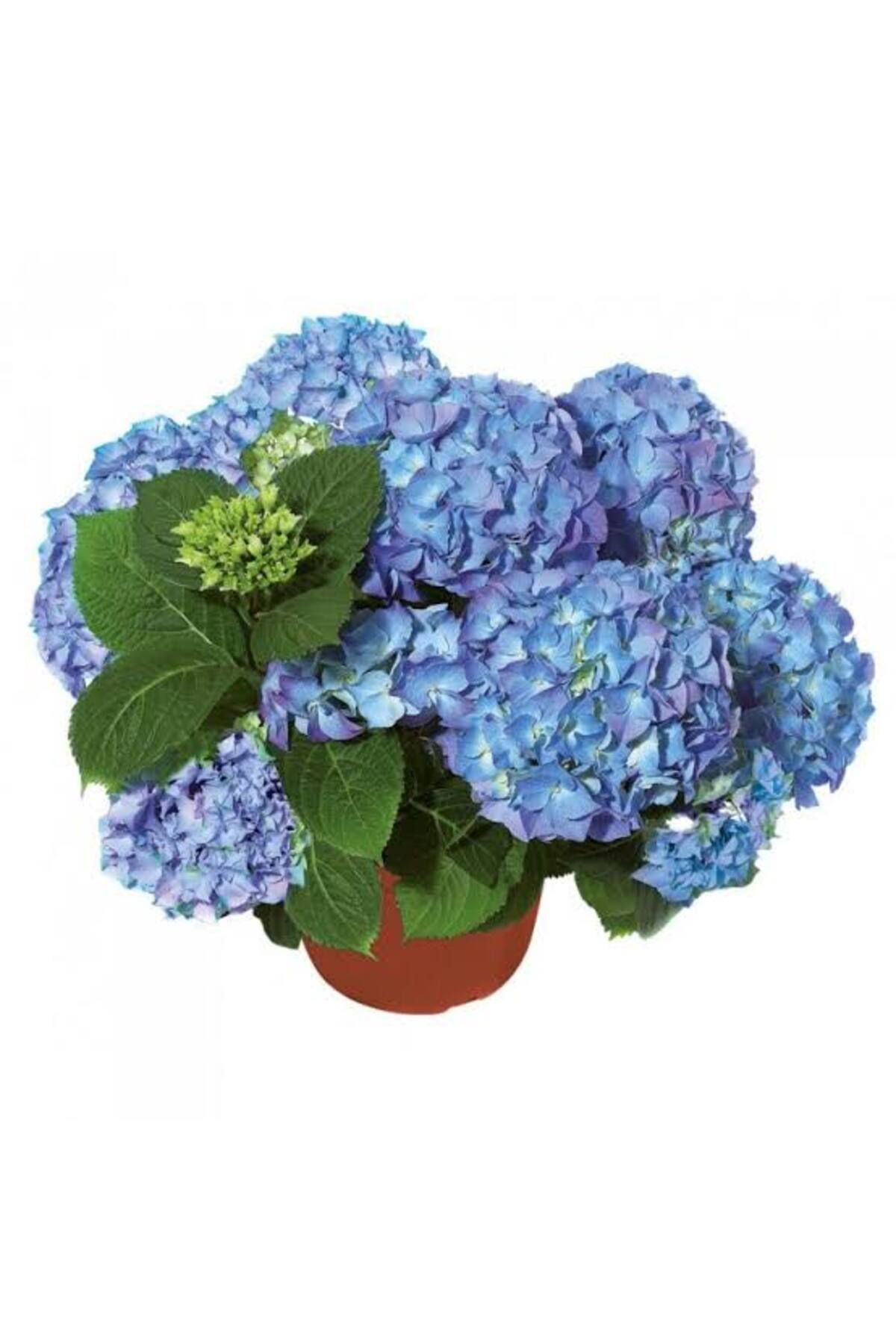 Tarımsal Ve Hayvansal Ürünler 13 Litre Ortanca Çiçeği Ekim Ve Bakım Torfu