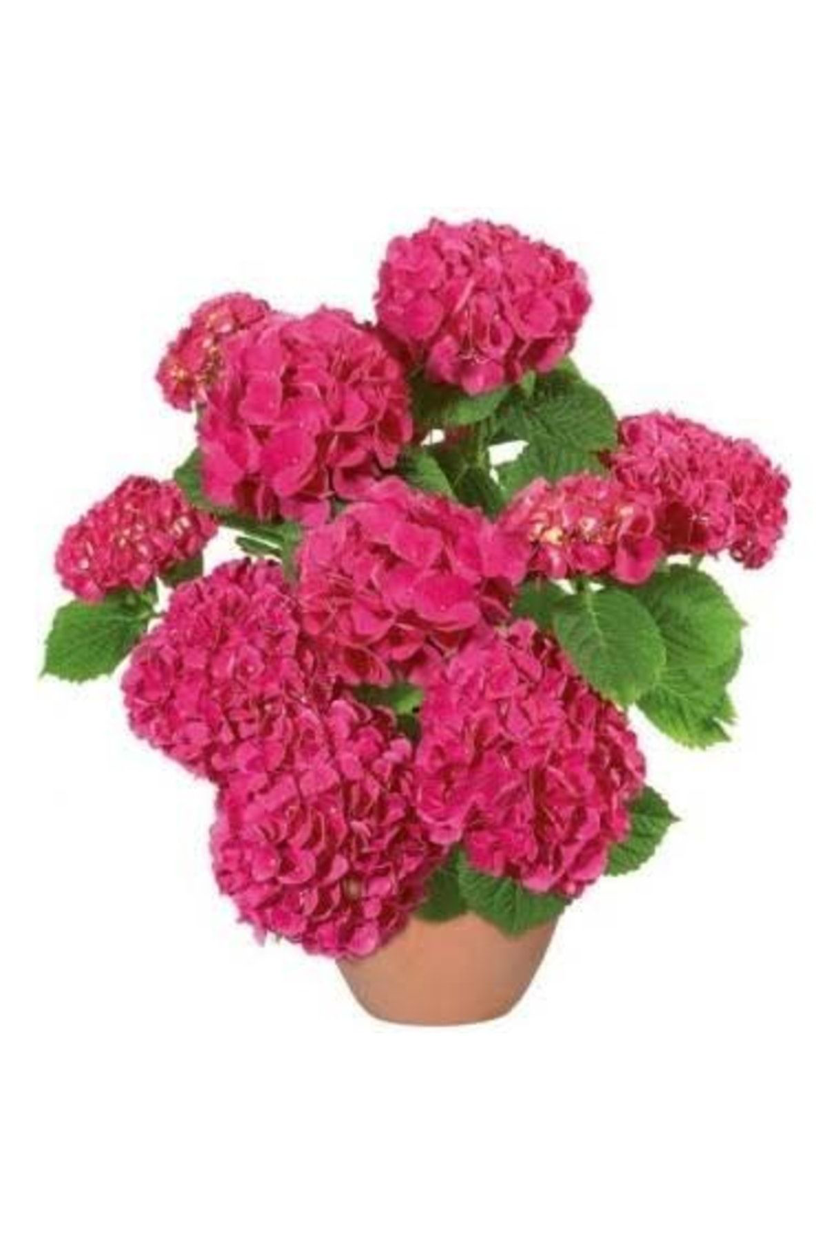 Doğal 13 Litre Ortanca Çiçeği Torfu