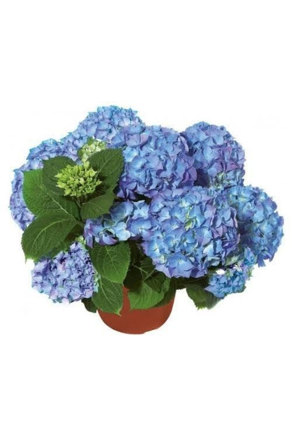 Doğal 13 Litre Ortanca Çiçeği Torfu