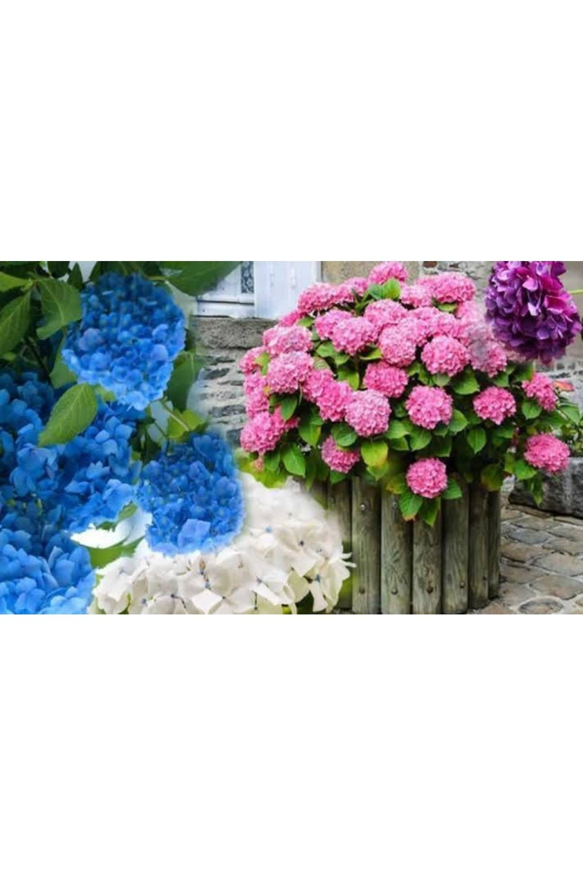 Doğal 13 Litre Ortanca Çiçeği Torfu