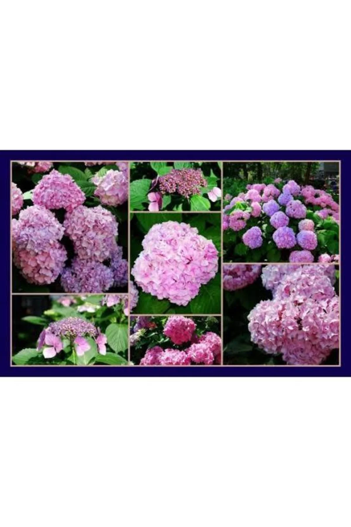 13 Litre Ortanca Çiçeği Torfu + Hediye Üzüm Fidanı Tohumları