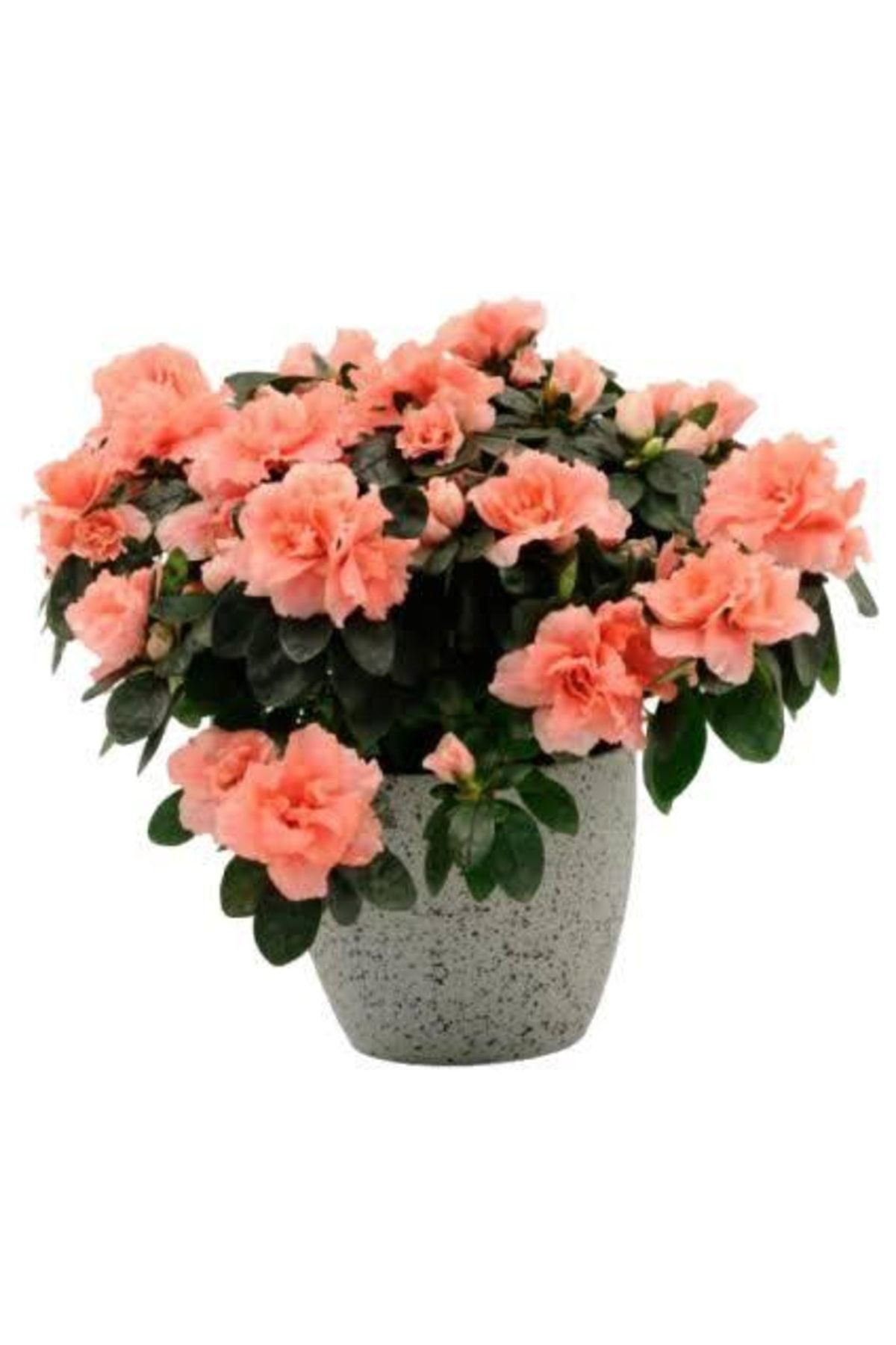 Doğal 13 Litre Özel Açelya Ekim Torfu