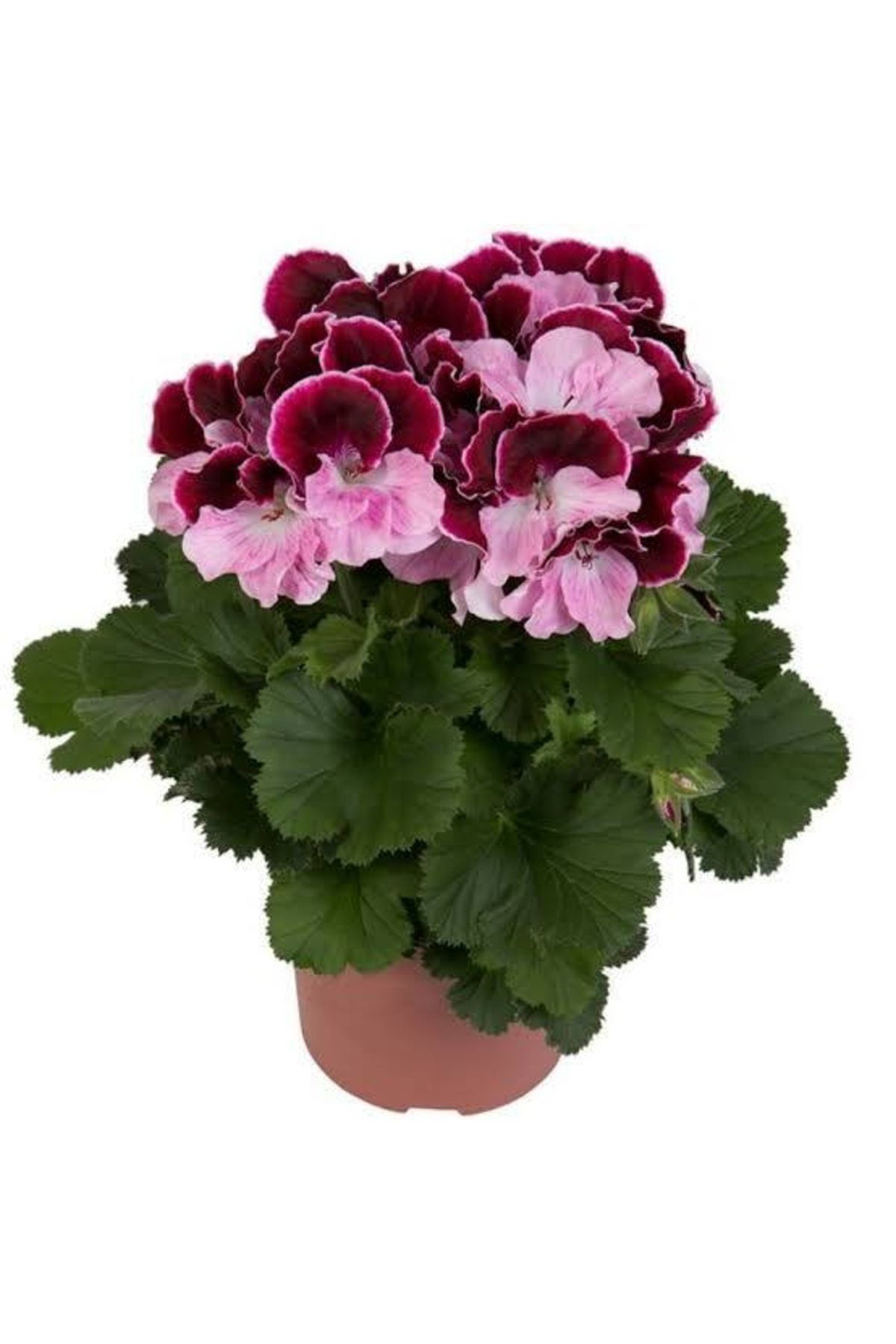 Doğal 13 Litre Özel Sardunya Ekim Torf