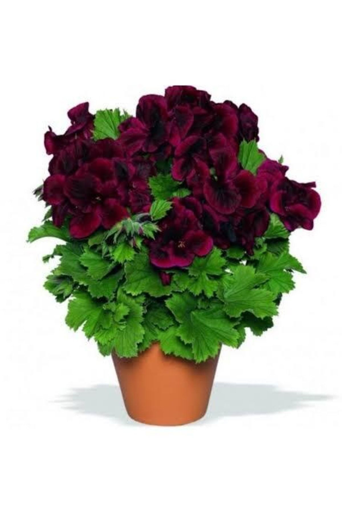 Doğal 13 Litre Özel Sardunya Ekim Torf