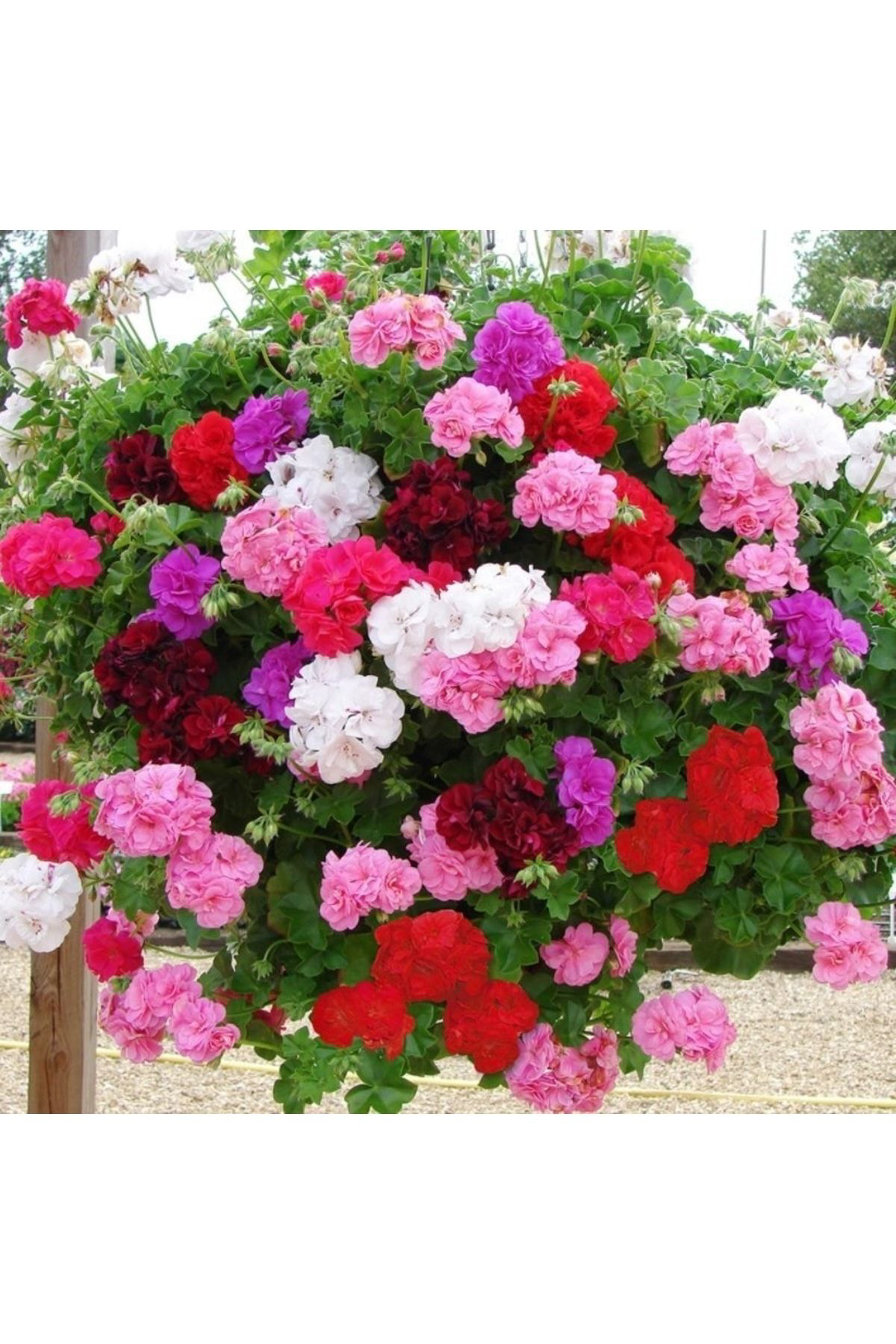 Doğal 13 Litre Özel Sardunya Ekim Torf