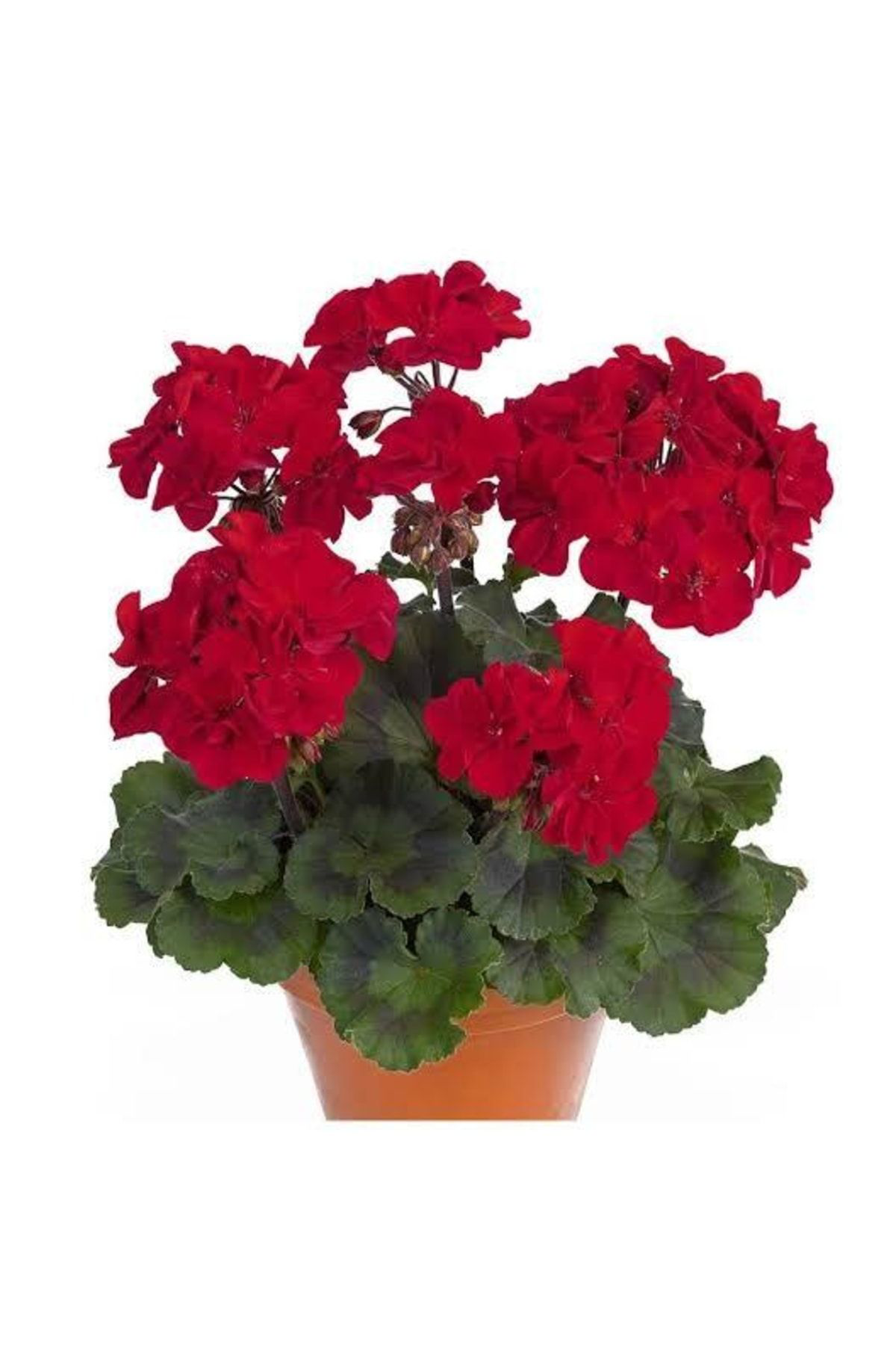 Doğal 13 Litre Özel Sardunya Ekim Torf