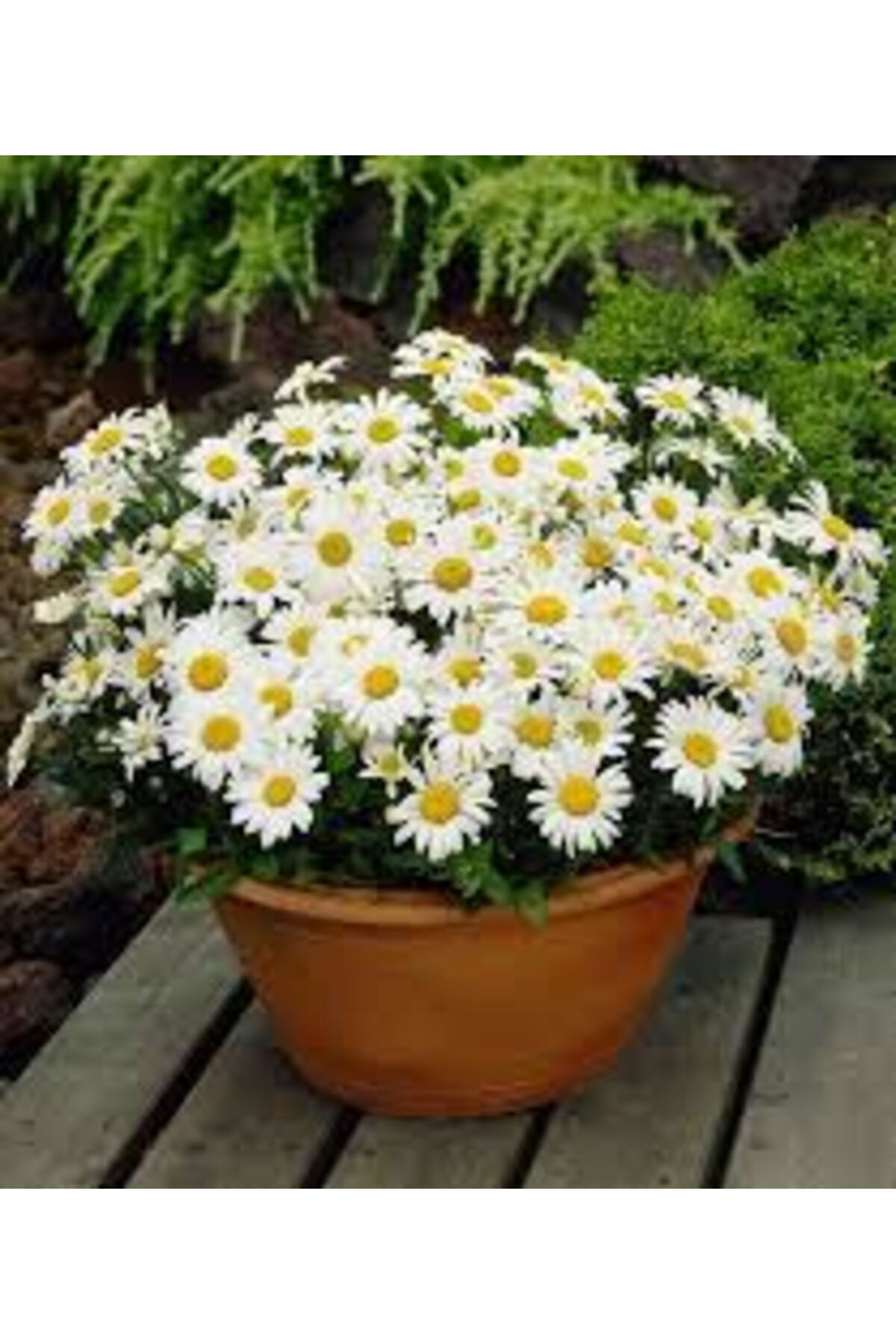 Tarımsal Ve Hayvansal Ürünler 13 Litre Papatya Ekim Ve Bakım Torfu