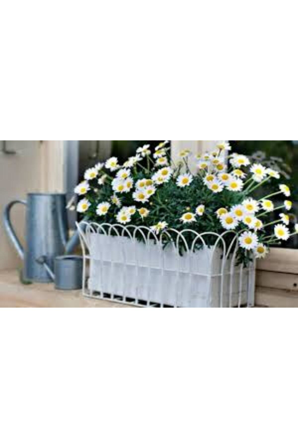 Tarımsal Ve Hayvansal Ürünler 13 Litre Papatya Ekim Ve Bakım Torfu