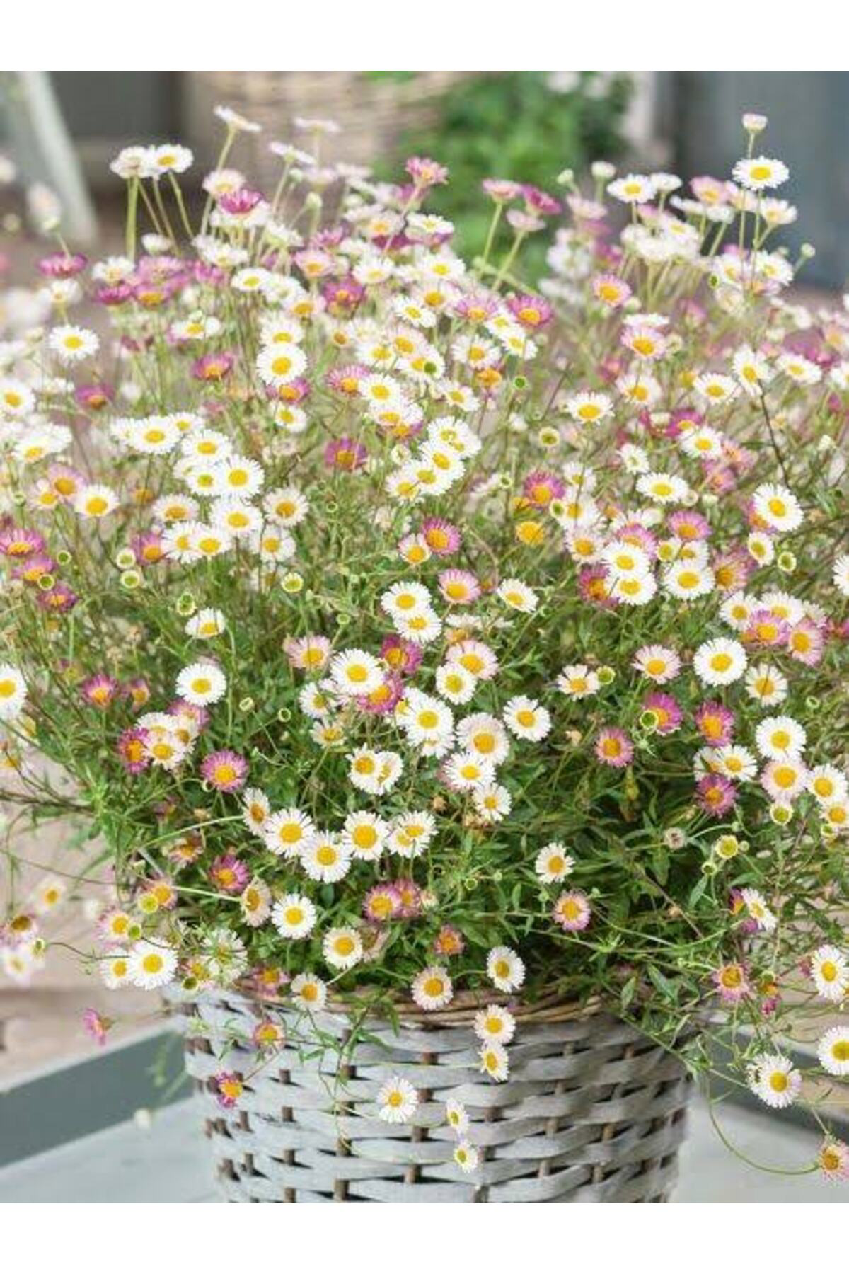 Tarımsal Ve Hayvansal Ürünler 13 Litre Papatya Ekim Ve Bakım Torfu